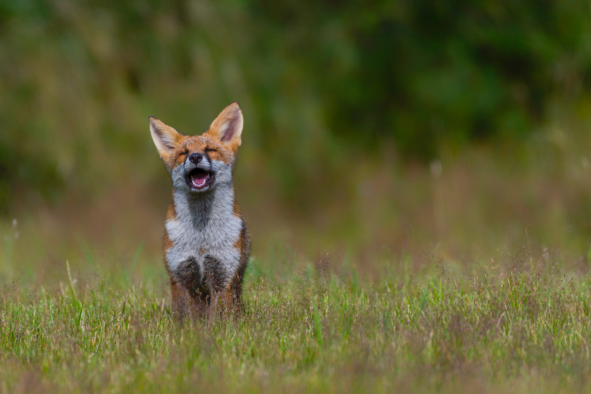 HAPPY | Fox | Buckinghamshire, England, UK
