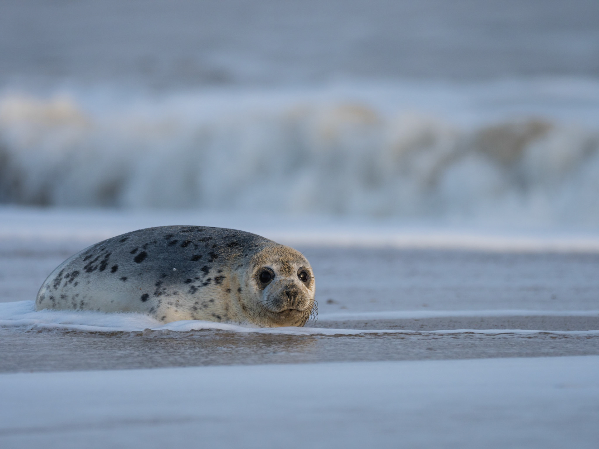 SEAL STARE | Grey Seal | Norfolf, England, UK