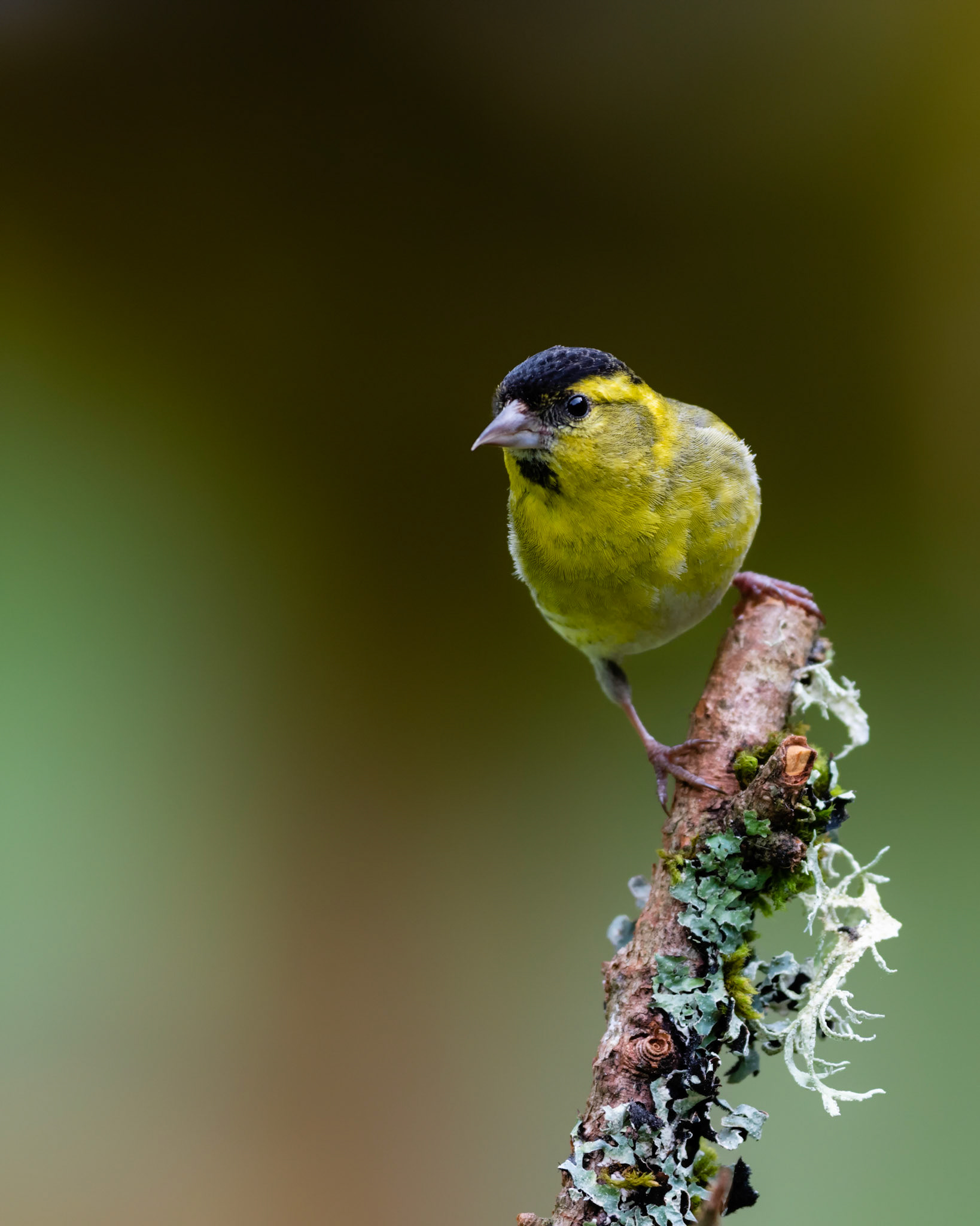 PERCHED | Siskin | Dumfries and Galloway, Scotland, UK