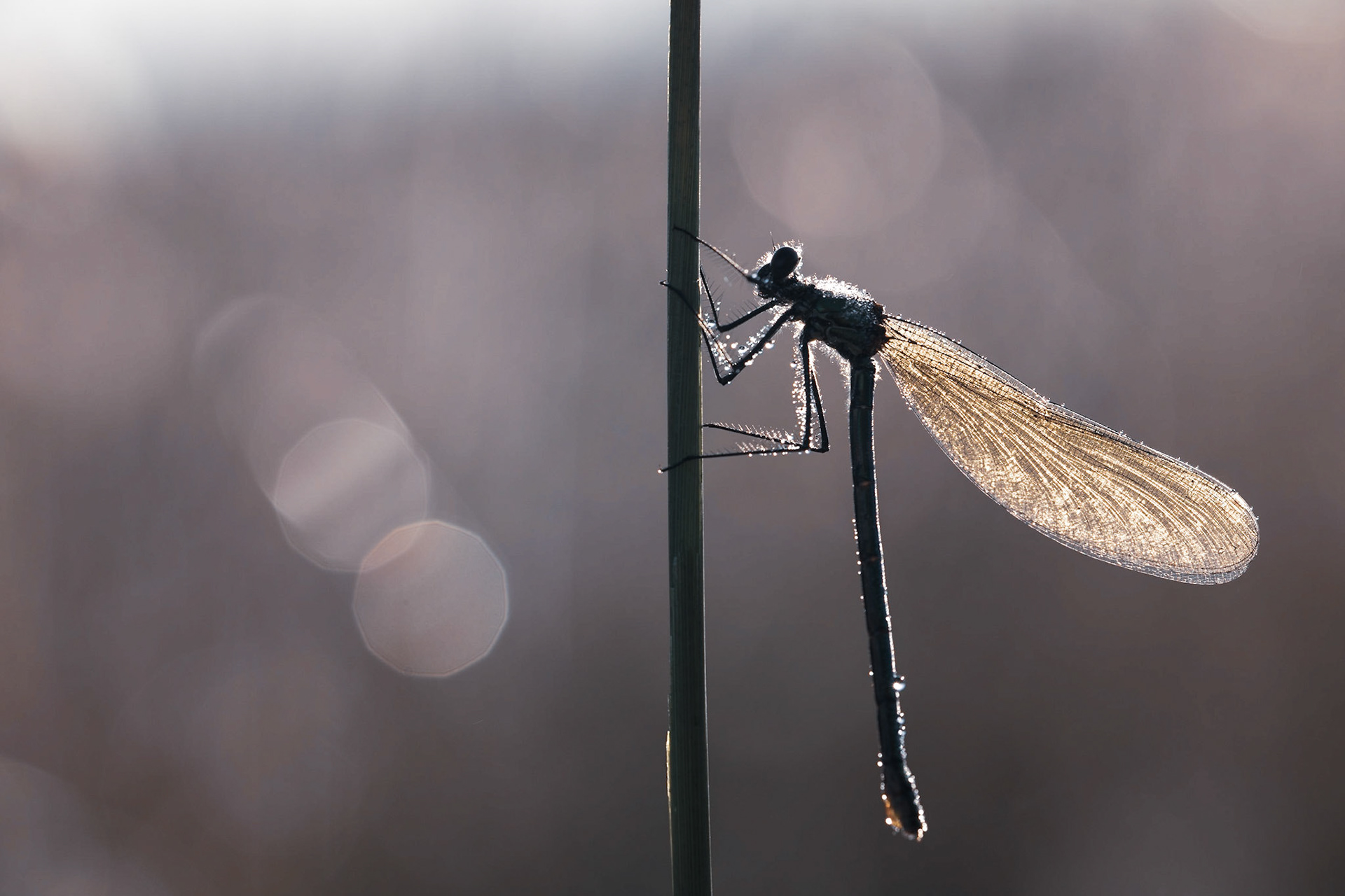 WAITING | Banded Demoiselle | West Sussex, England, UK
