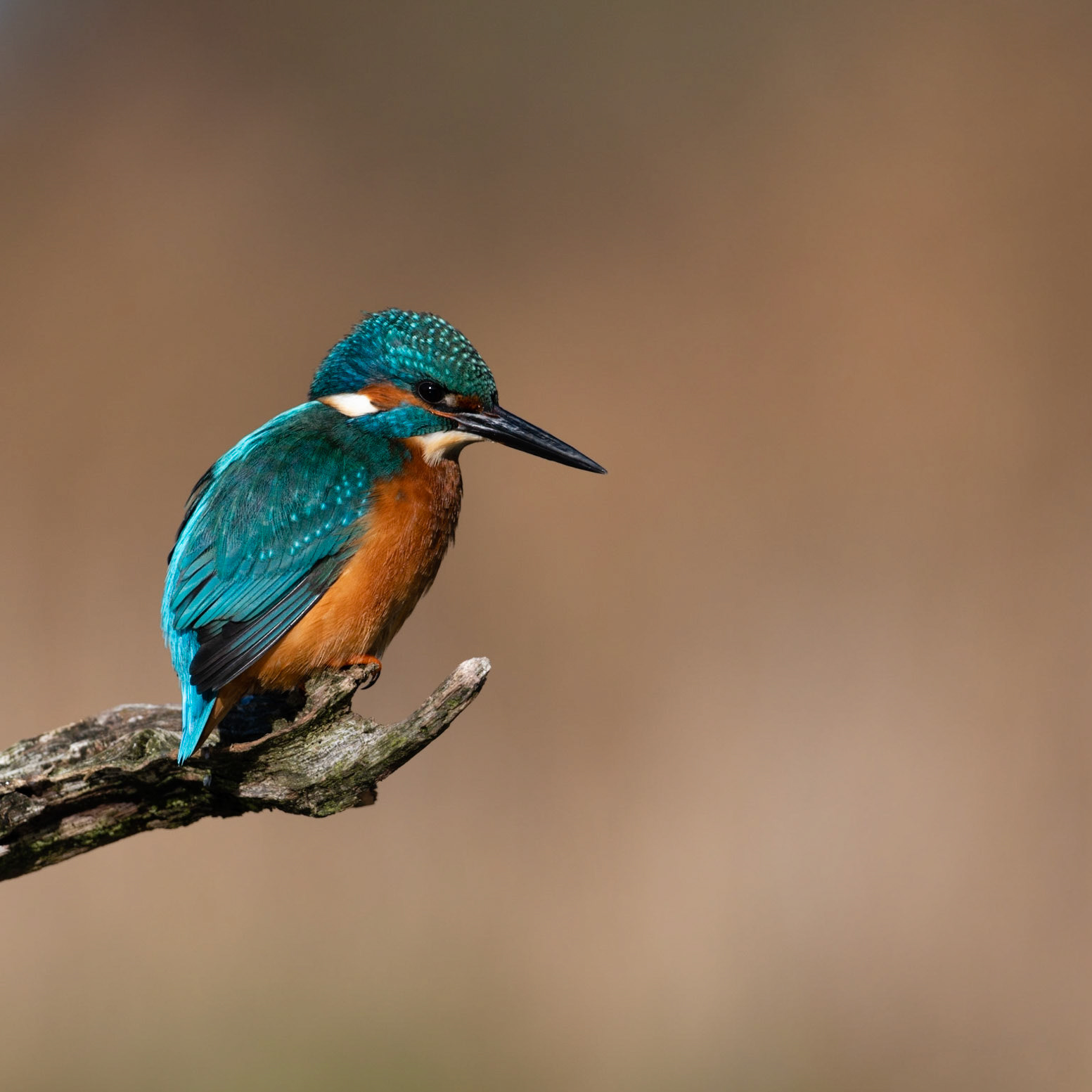 WAITING | Kingfisher | Lincolnshire, England, UK