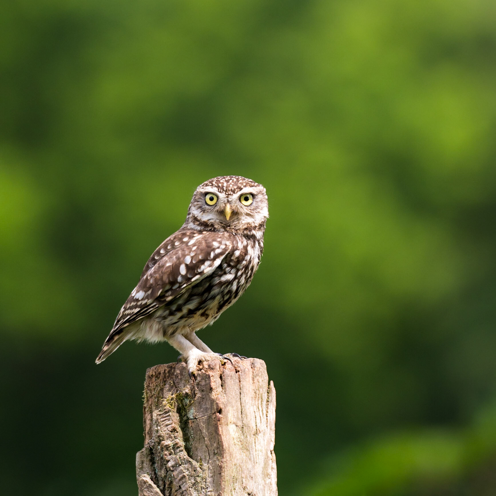 LITTLE STARE | Little Owl | West Sussex, England, UK