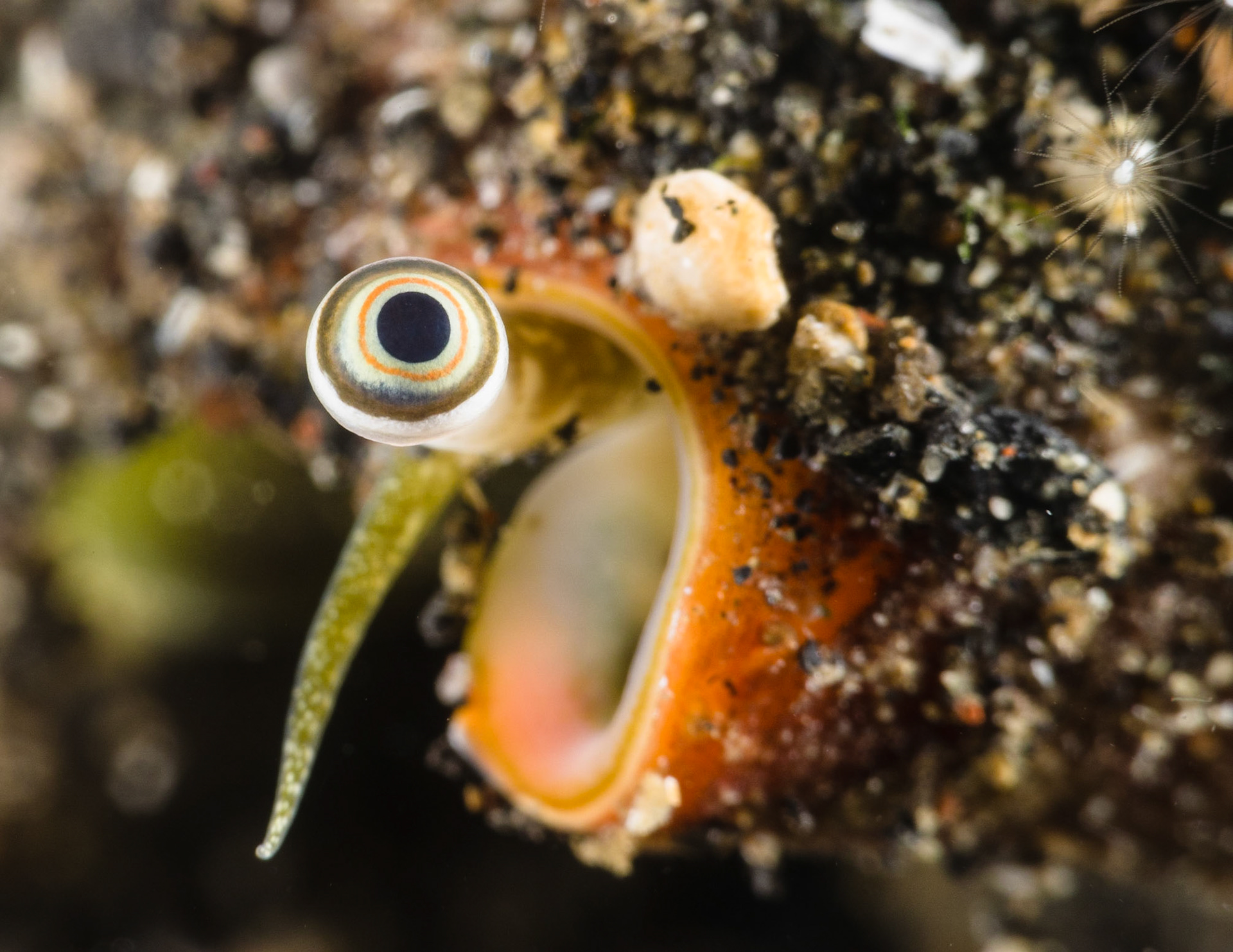 EYE EYE | Conch | Lembeh, Indonesia