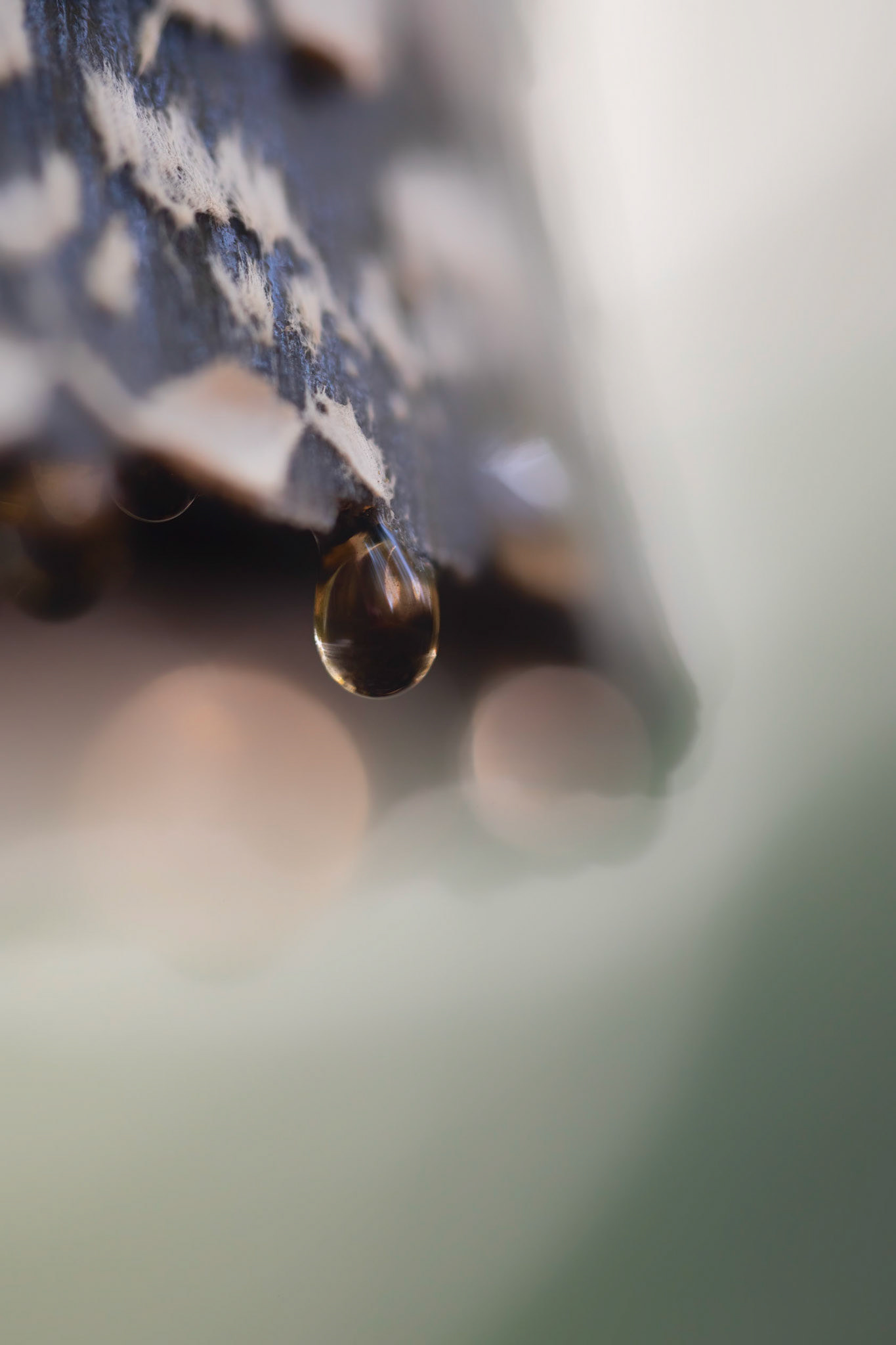 DRIP | Magpie Inkcap | West Sussex, England, UK