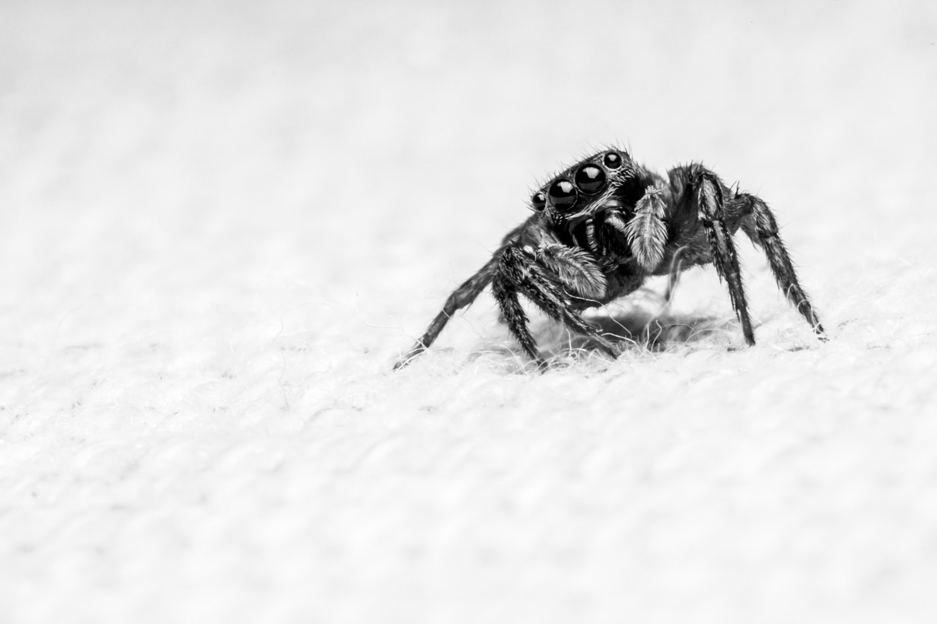 INQUISITIVE | Jumping Spider | Bali, Indonesia