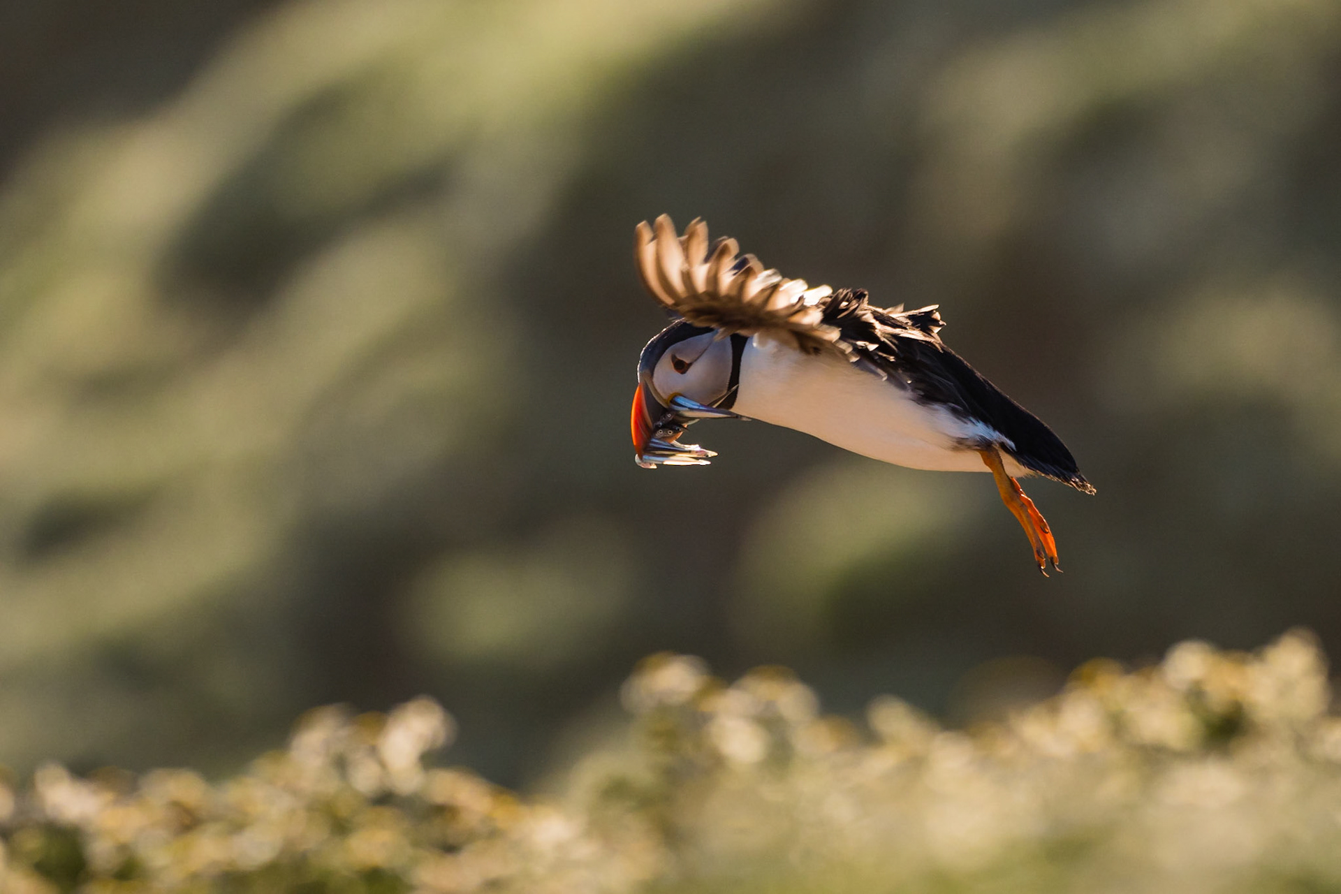 HOMEWARD BOUND | Puffin | Skomer, Wales, UK