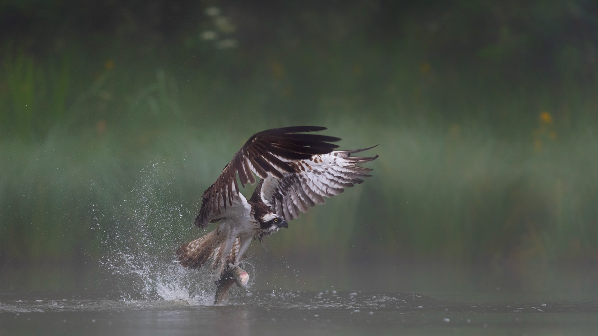 THE LIFT | Osprey | Cairngorms, Scotland, UK