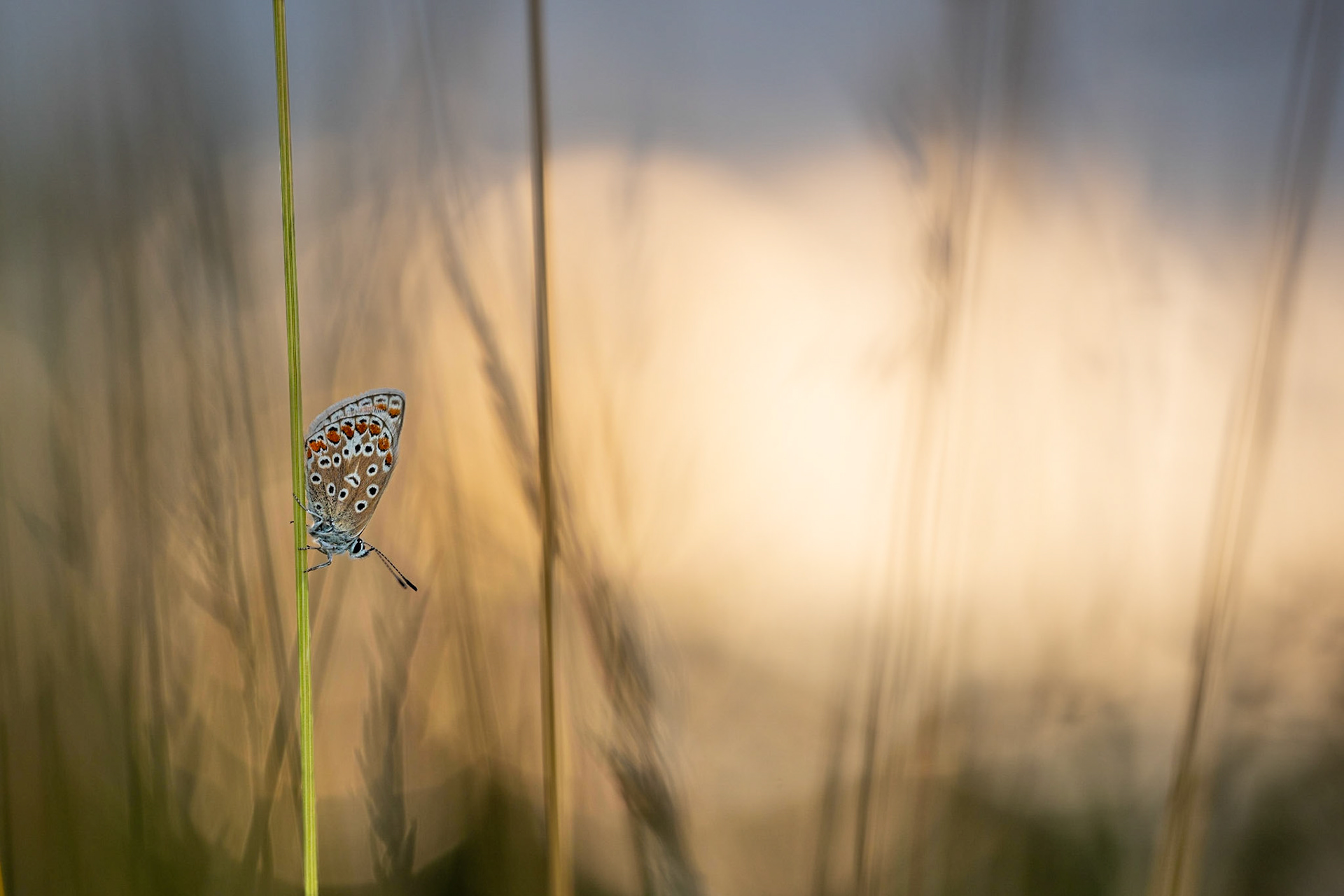 FIRST LIGHT | Common Blue Butterfly | West Sussex, England, UK