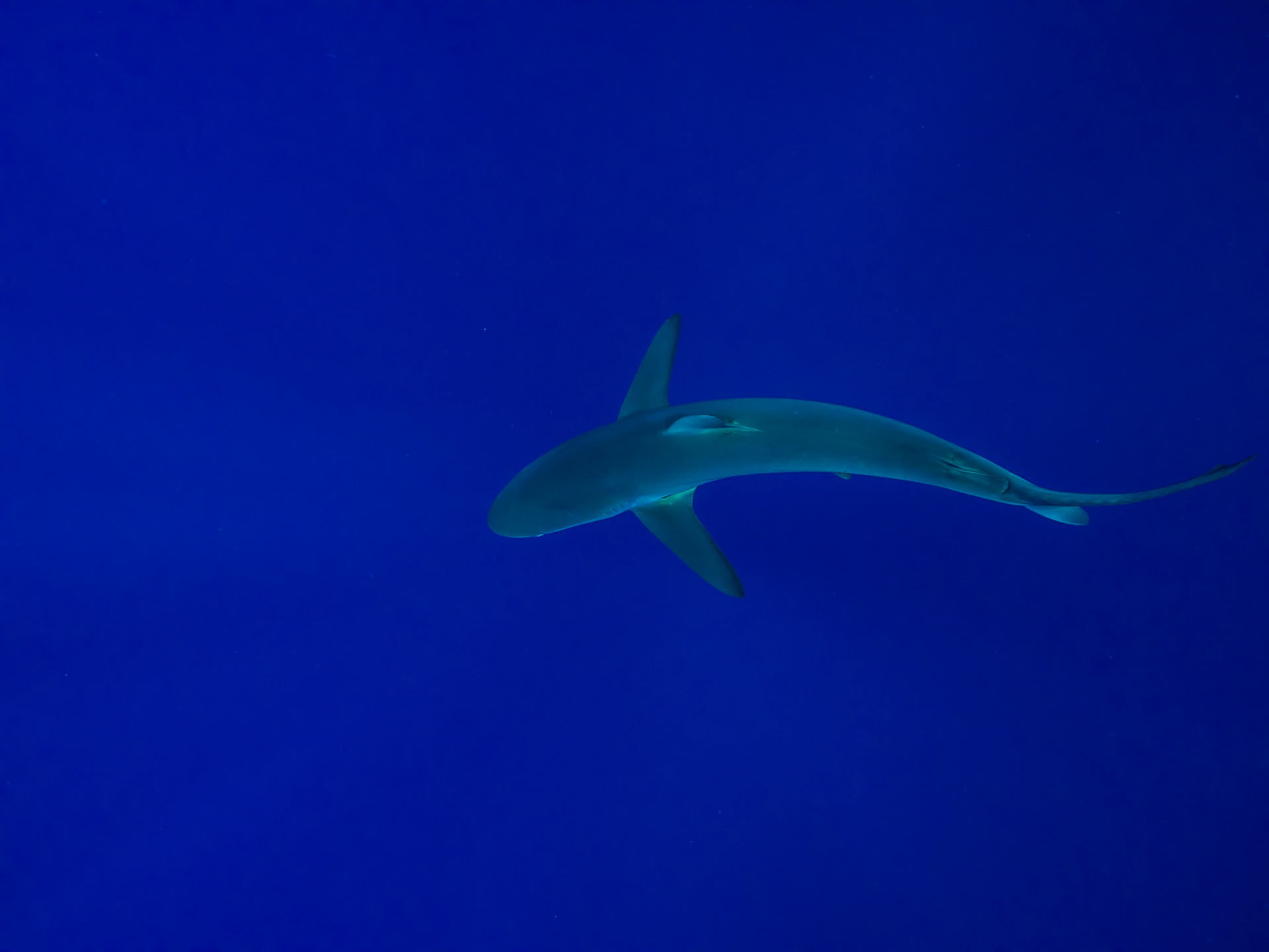 SILKY | Silky Shark  | Socorro, Mexico