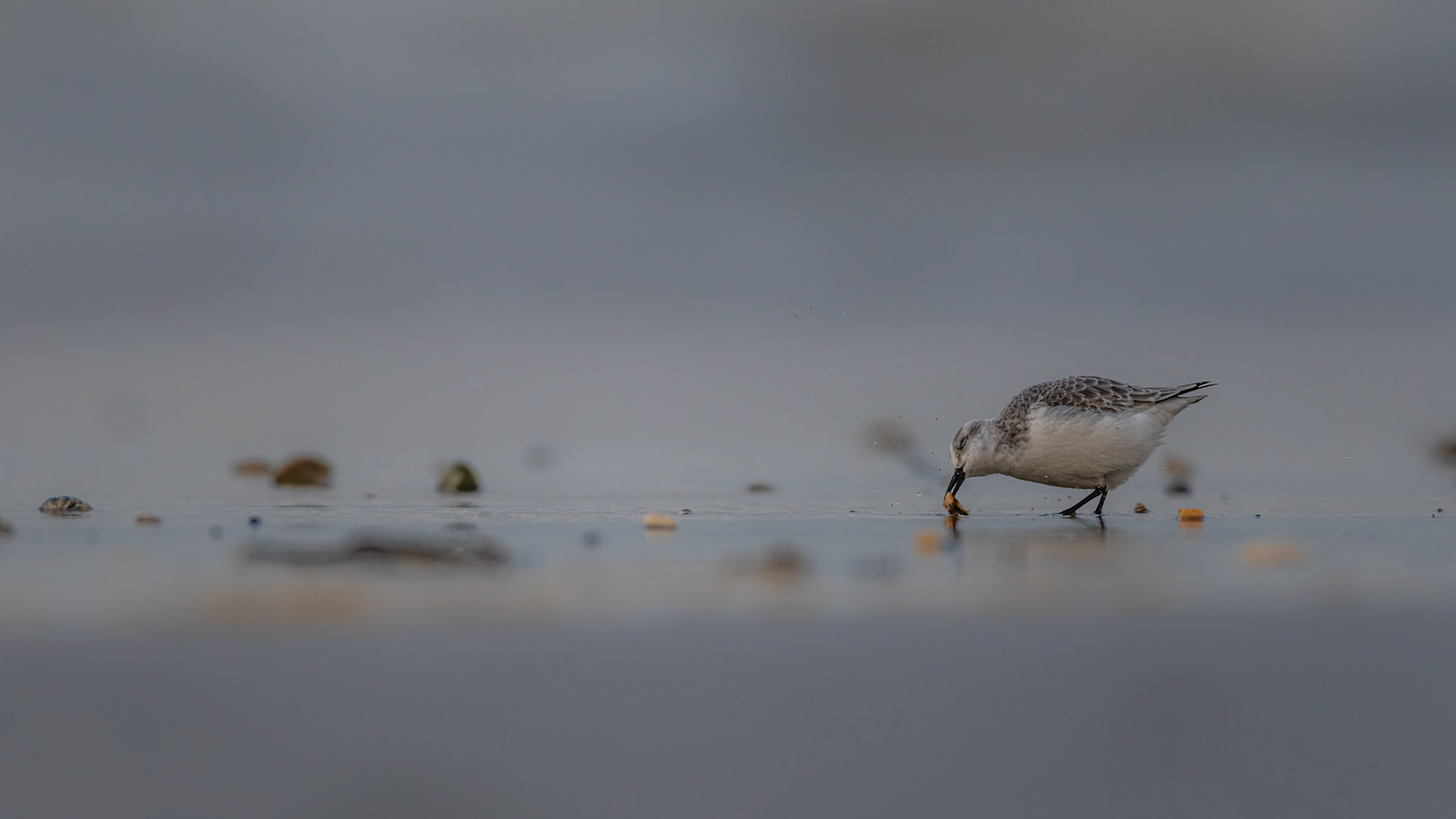 BREAKFAST | Sanderling | West Sussex, England, UK