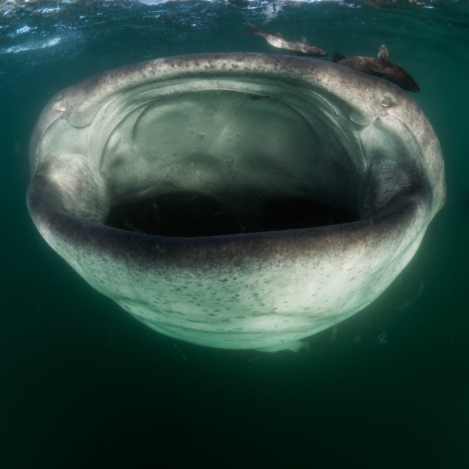 BIG GOB | Whaleshark | Sea of Cortez, Mexico