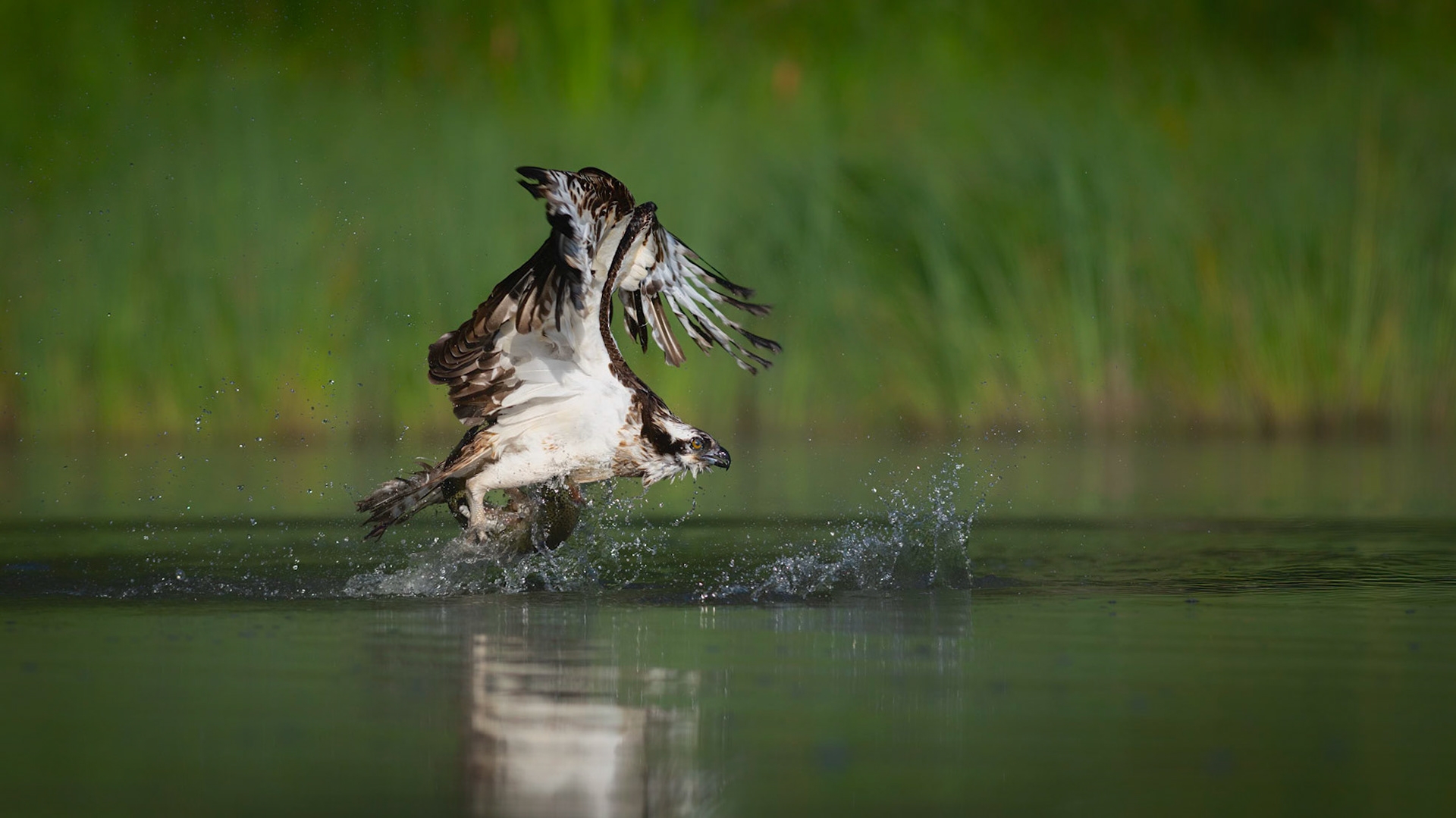THE STRUGGLE | Osprey | Cairngorms, Scotland, UK