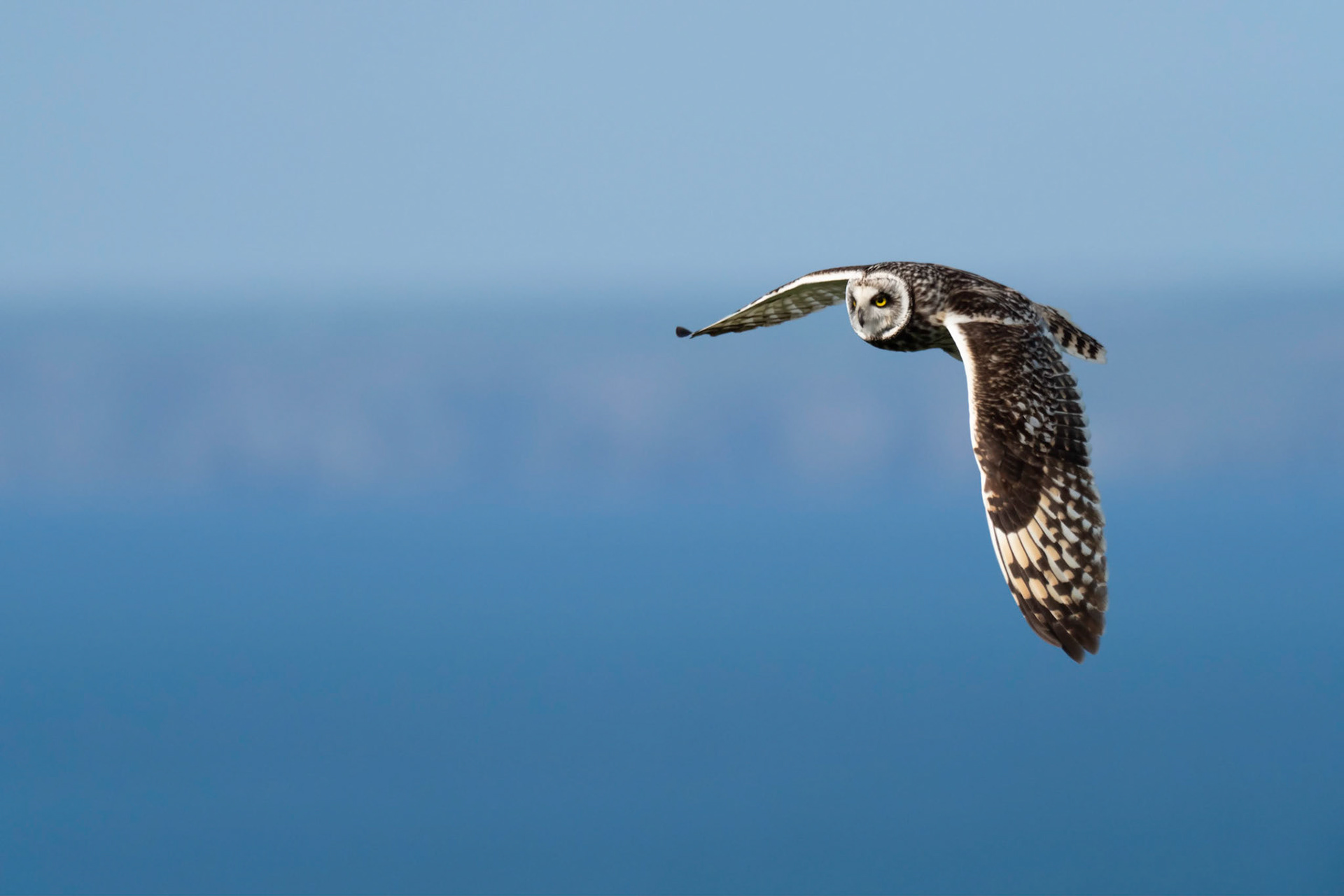 SHORTIE | Short Eared Owl | Skomer, Wales, UK