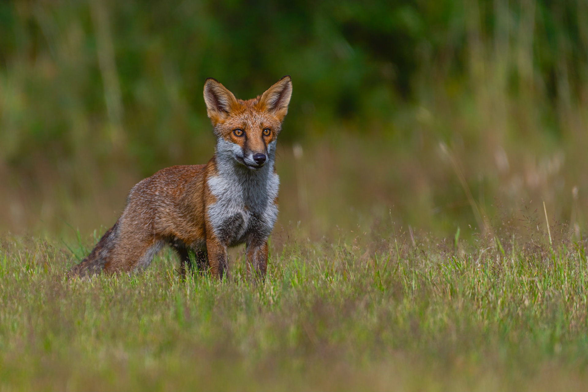 ALERT | Fox | Buckinghamshire, England, UK