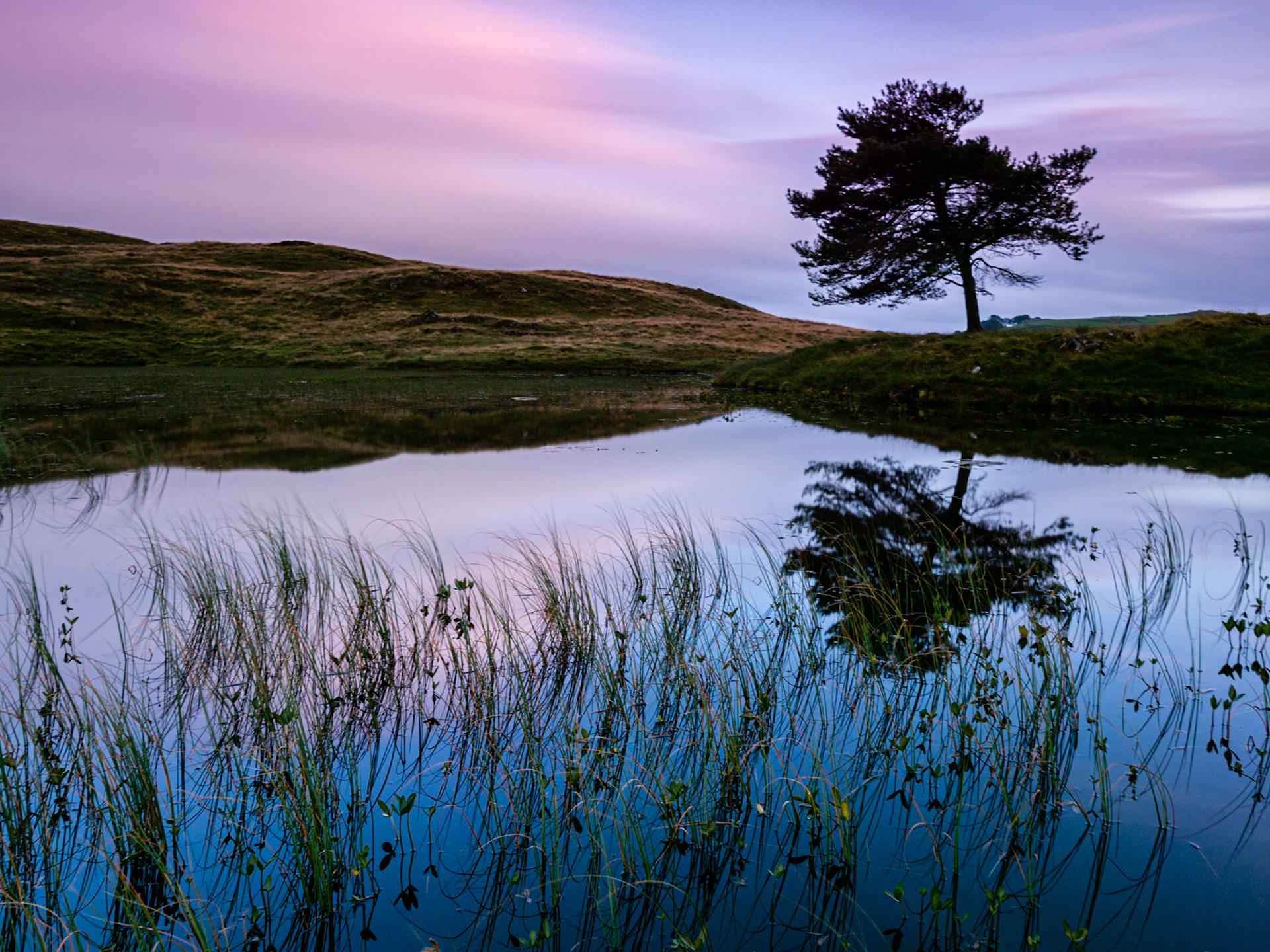 REEDS | Kelly Hall Tarn, Lake District National Park, England, UK