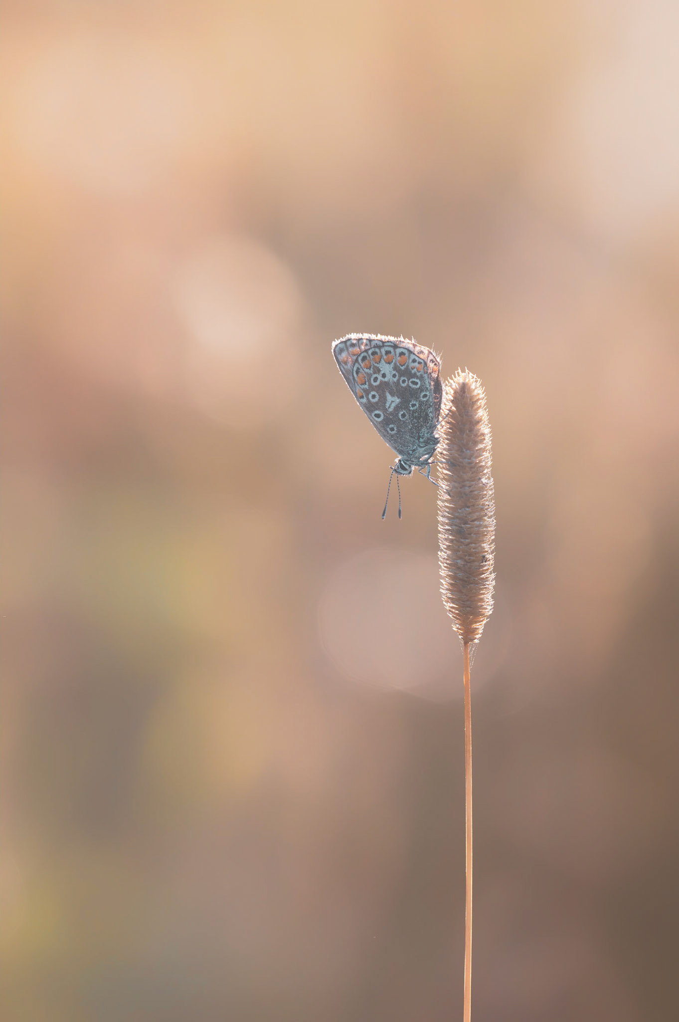 BACKLIT BLUE | Common Blue Butterfly | West Sussex, England, UK