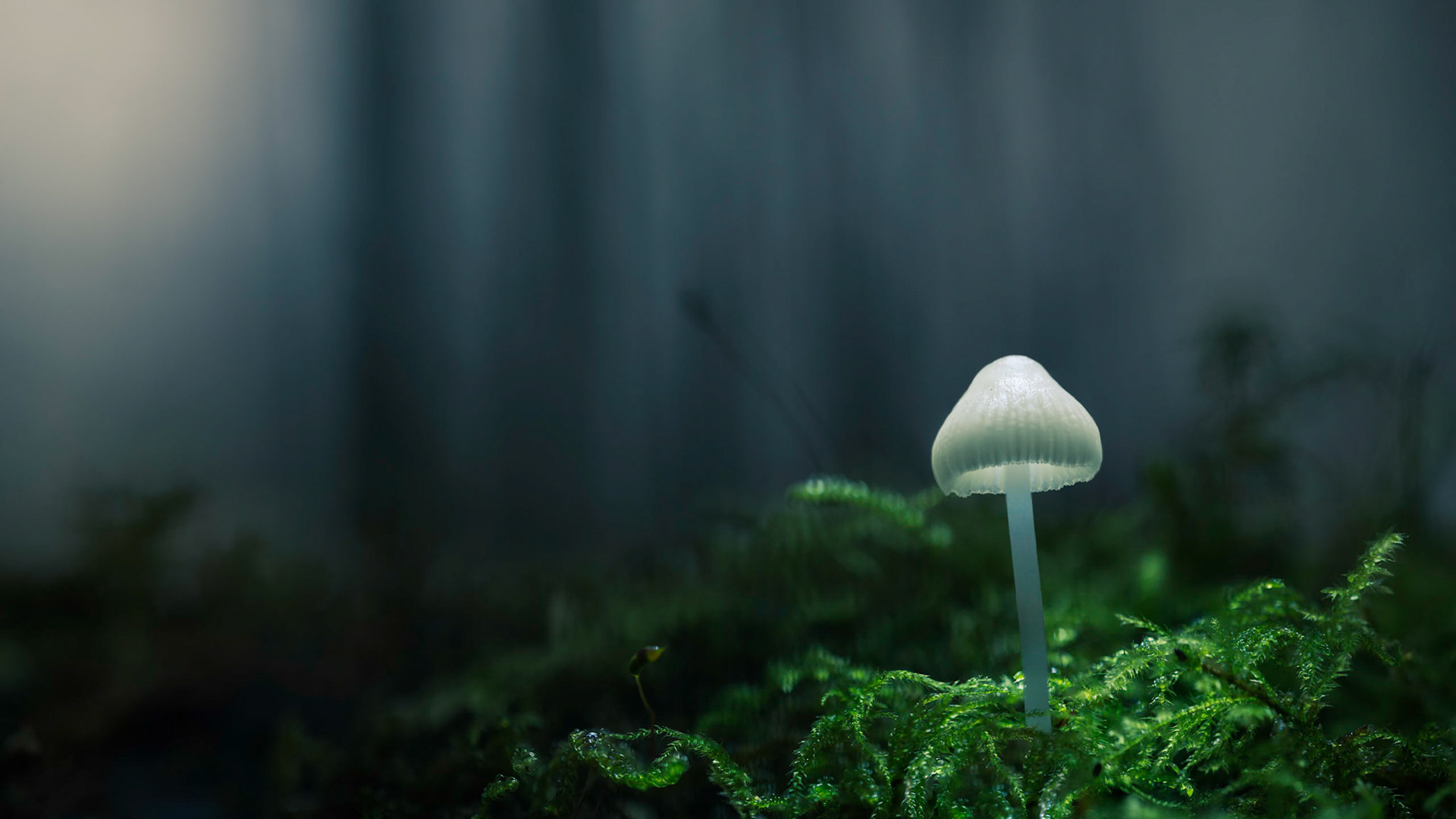 MYSTICAL | Fungi | Pulborough Brooks, West Sussex, England, UK
