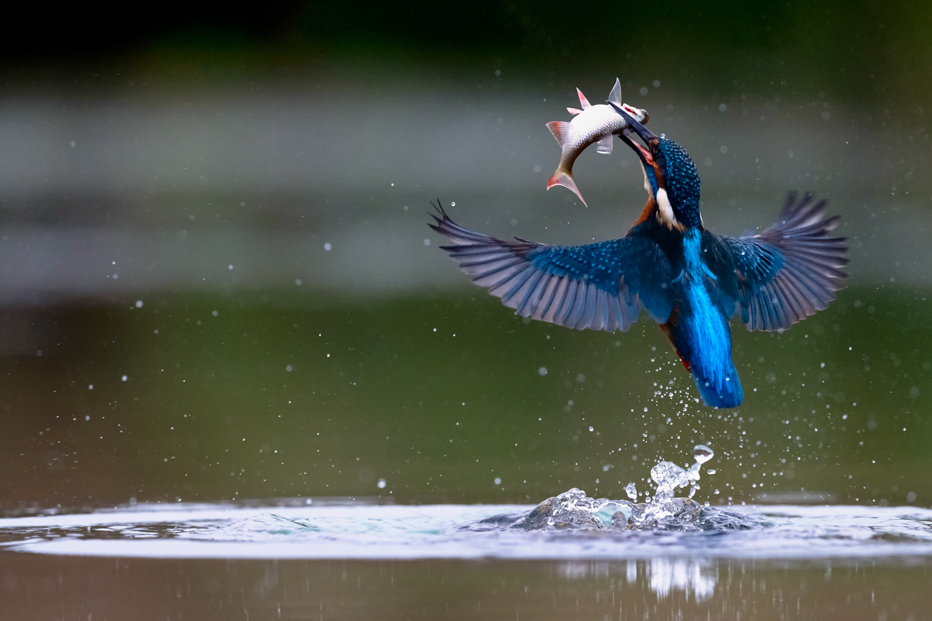 THE RETURN | Kingfisher | Lincolnshire, England, UK
