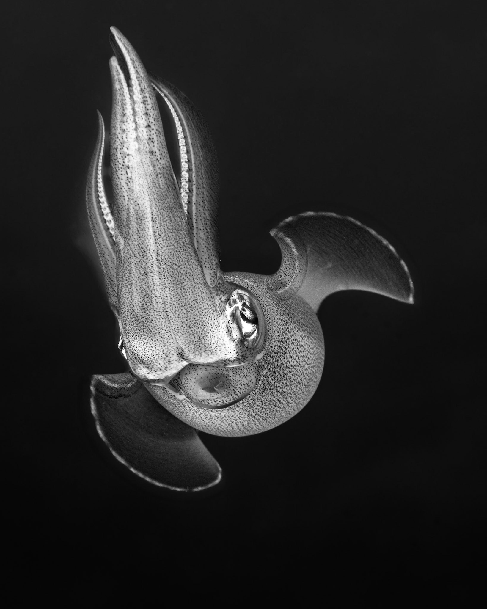 MESMERIZE | Squid | The Barge | Red Sea, Egypt