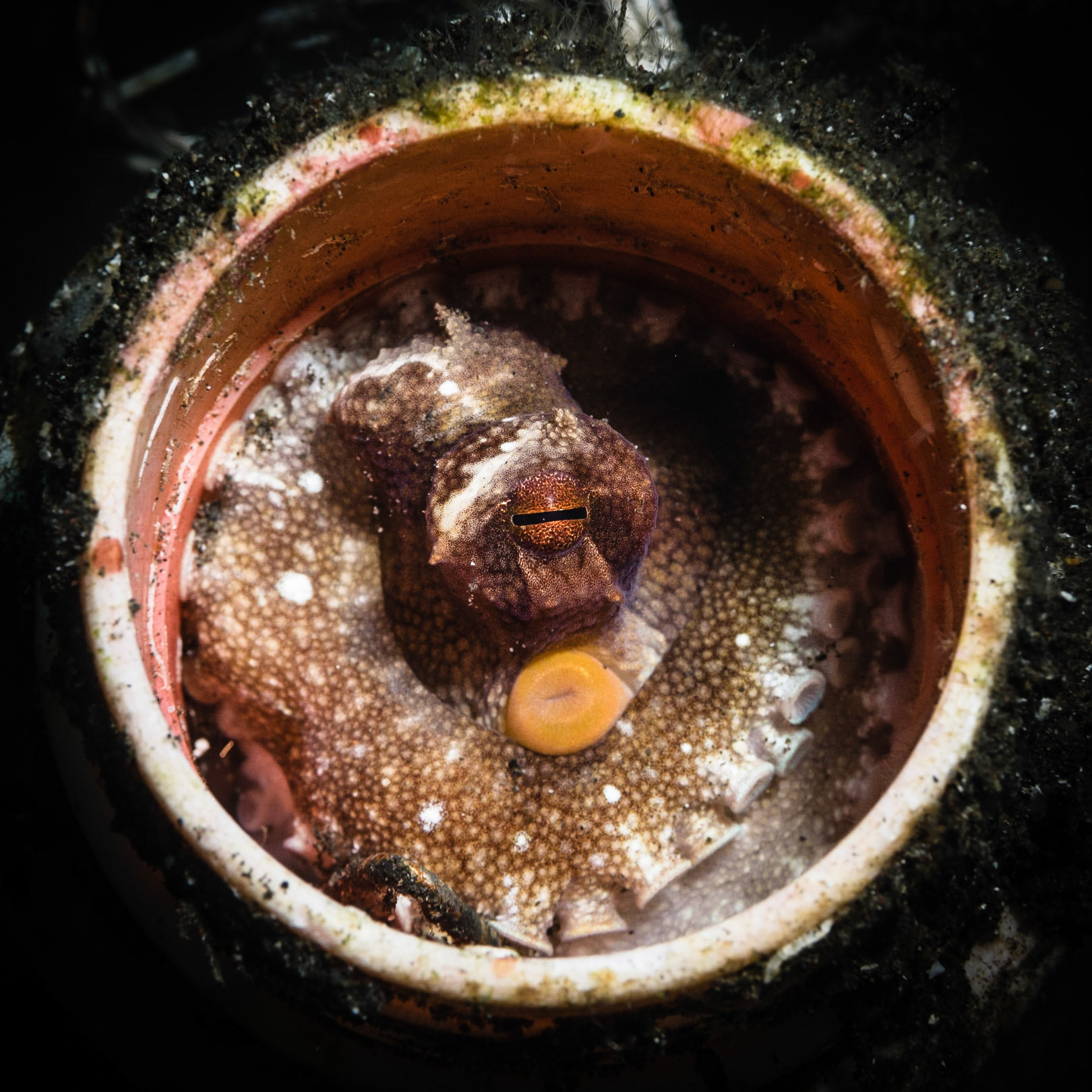 HIDEAWAY II | Coconut Octopus | Lembeh, Indonesia