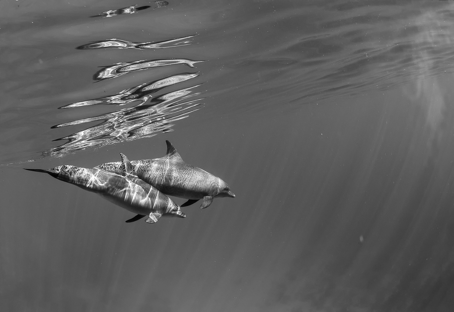 PAIR | Dolphin | Red Sea, Egypt
