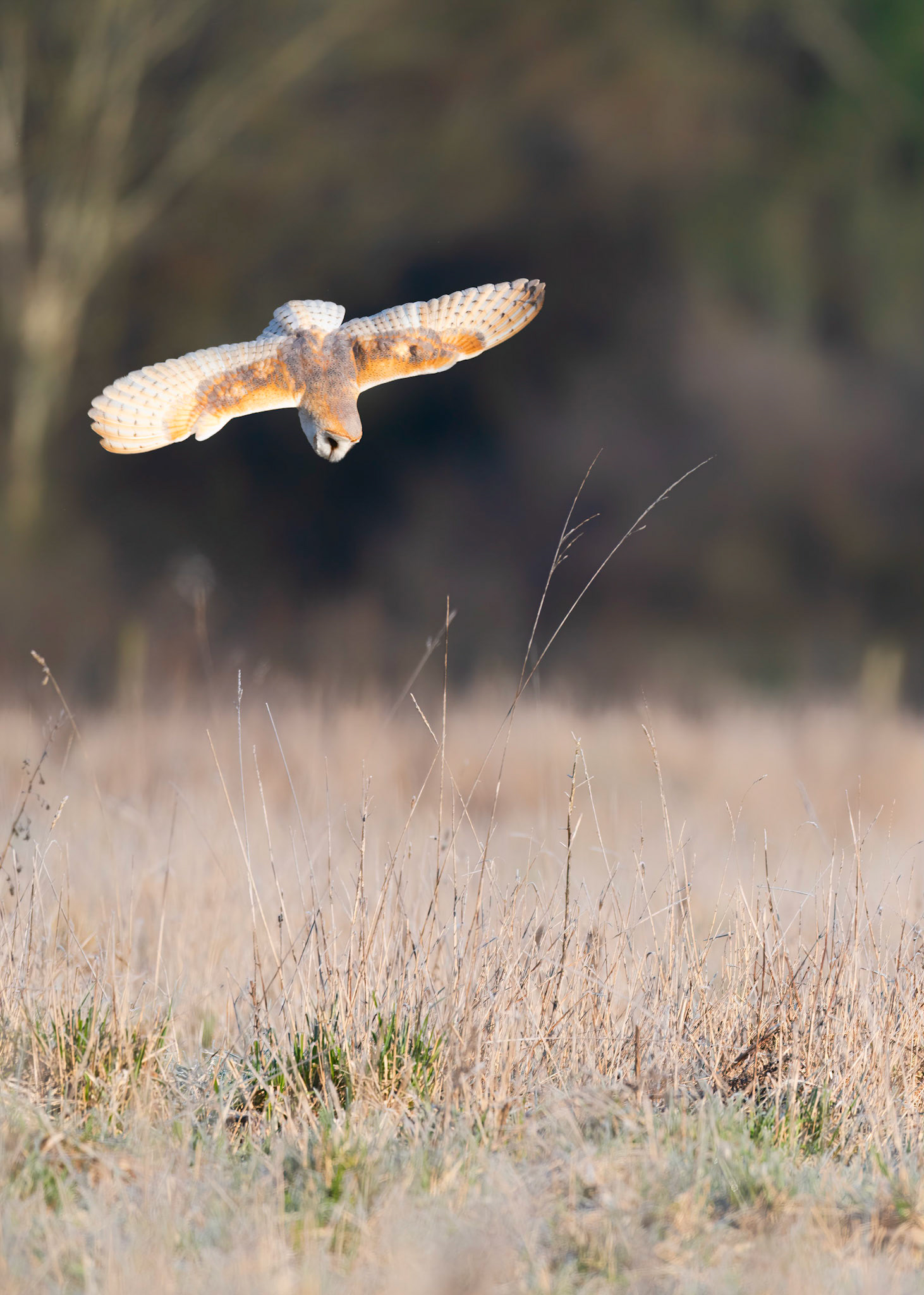 EYES ON THE PRIZE | Barn Owl | West Sussex, England, UK