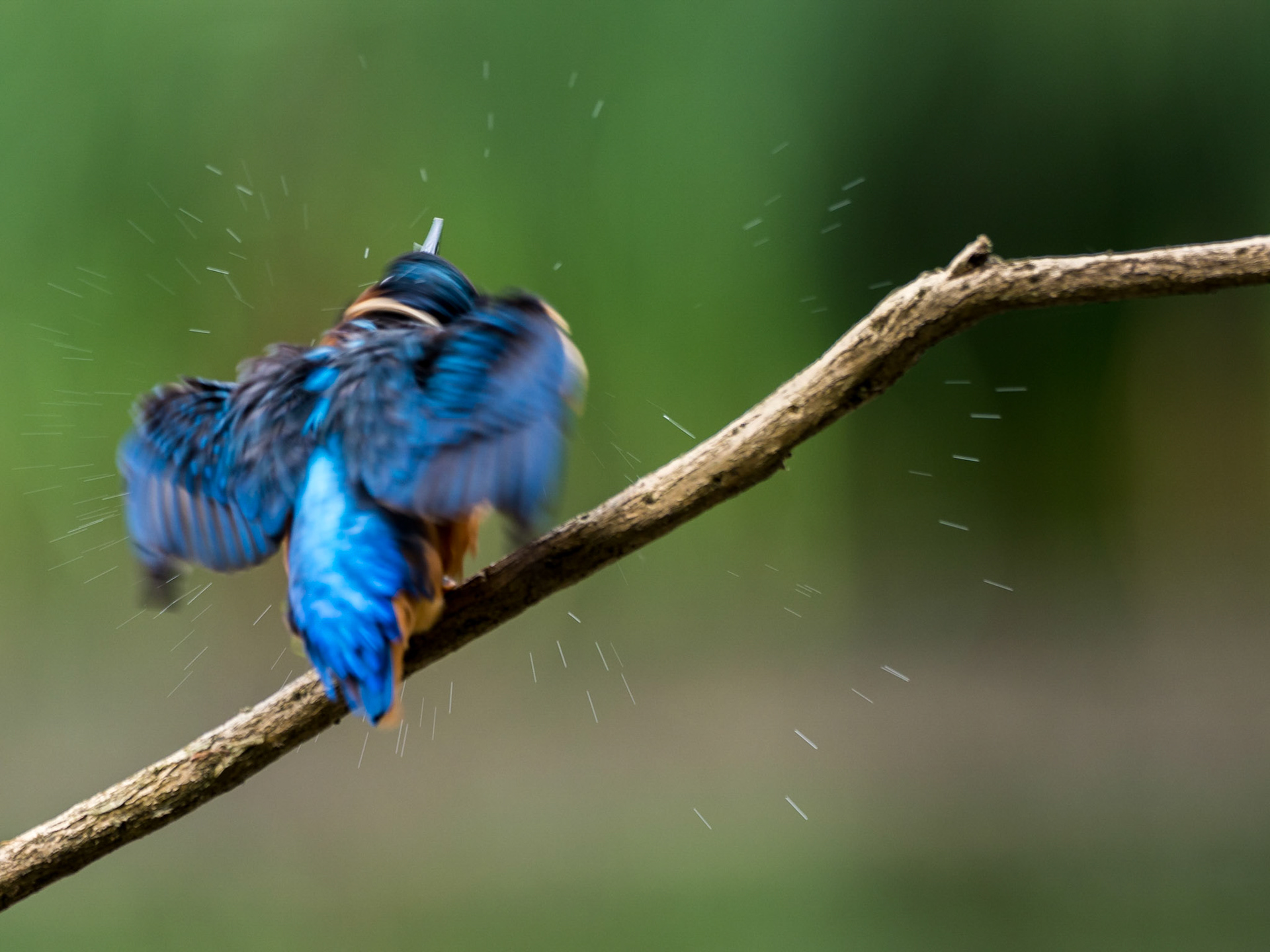SHAKE | Kingfisher | West Sussex, England, UK