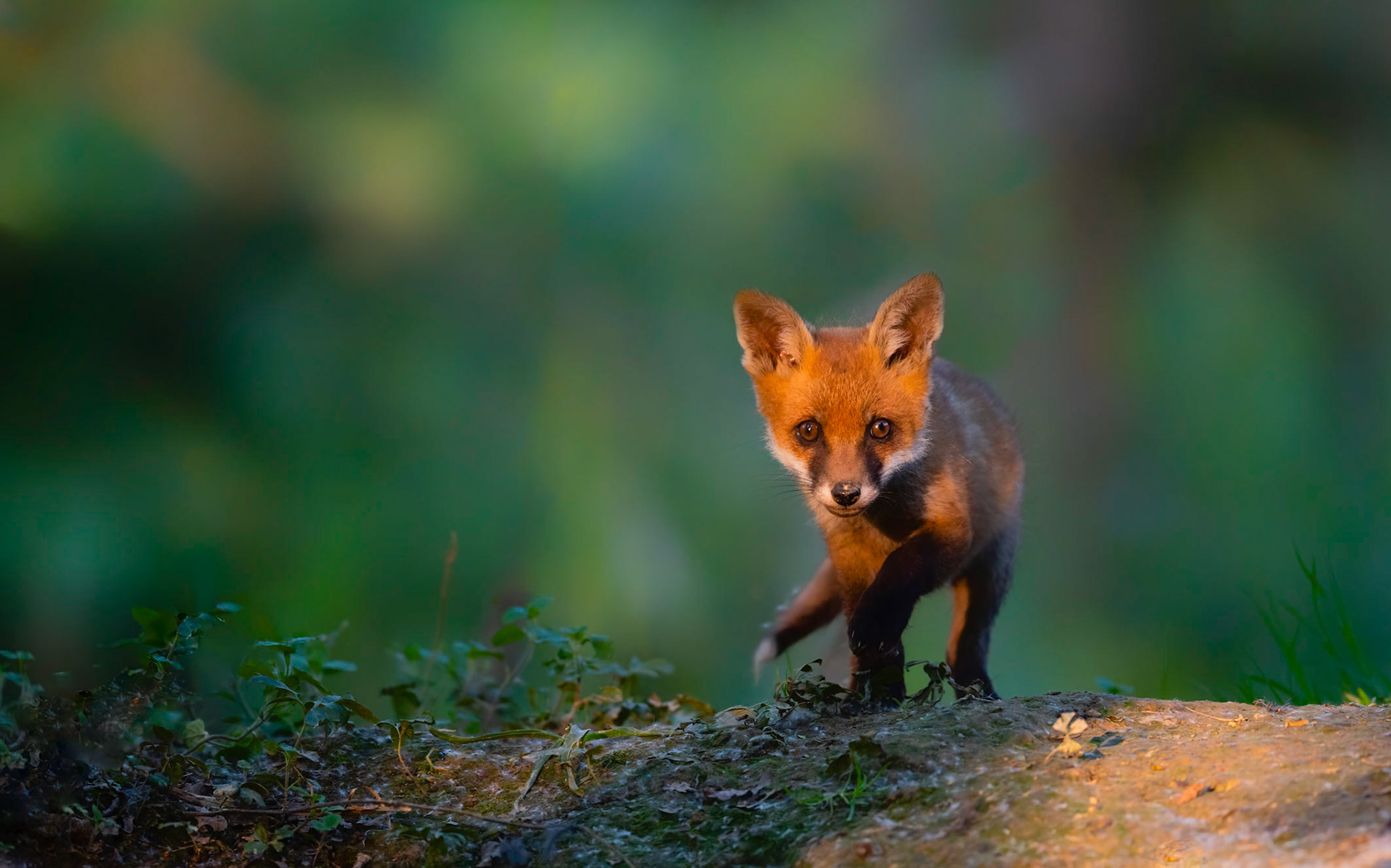 STALKING SCHOOL | Fox | West Sussex, England, UK
