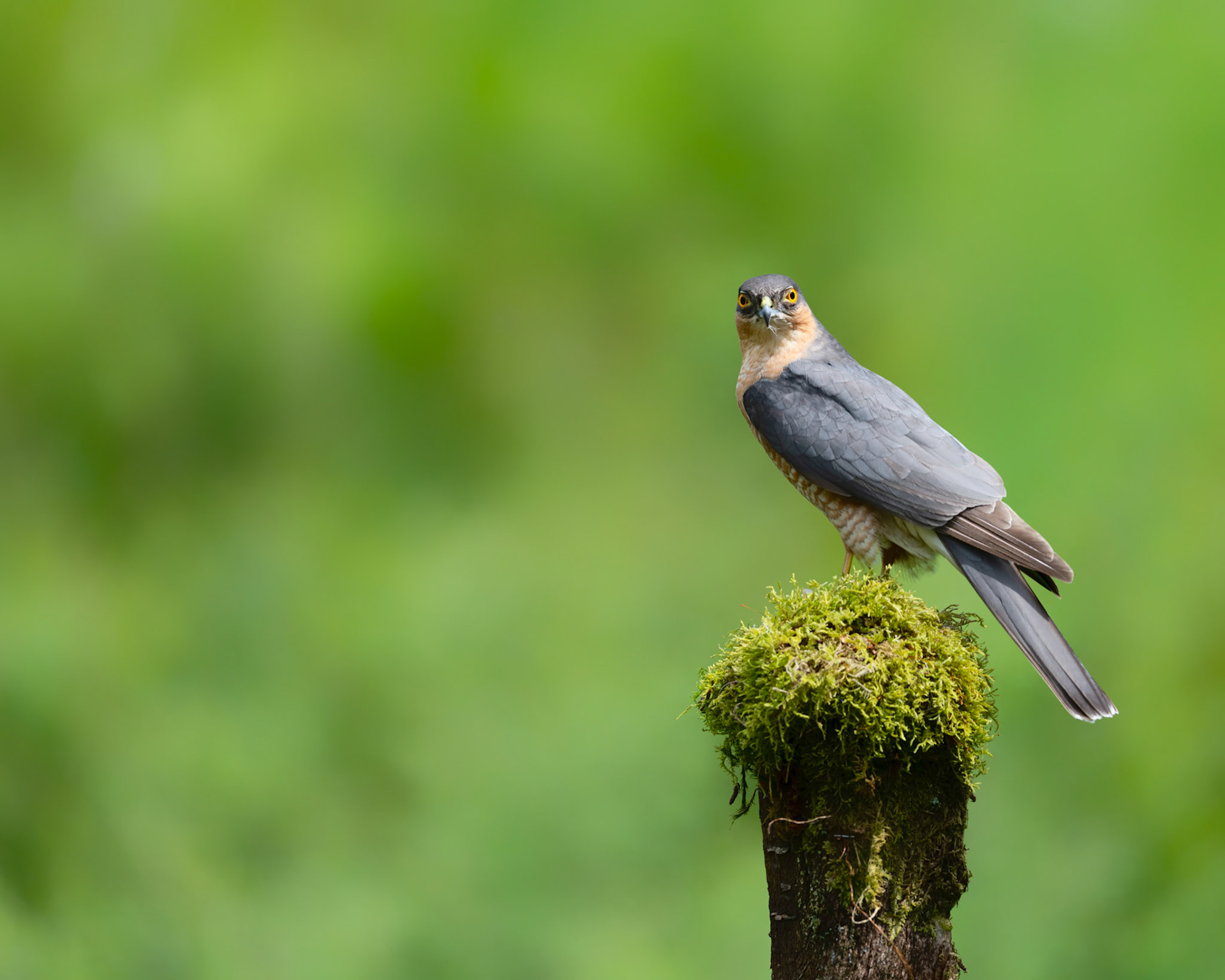 STARE | Sparrowhawk | Dumfries and Galloway, Scotland, UK