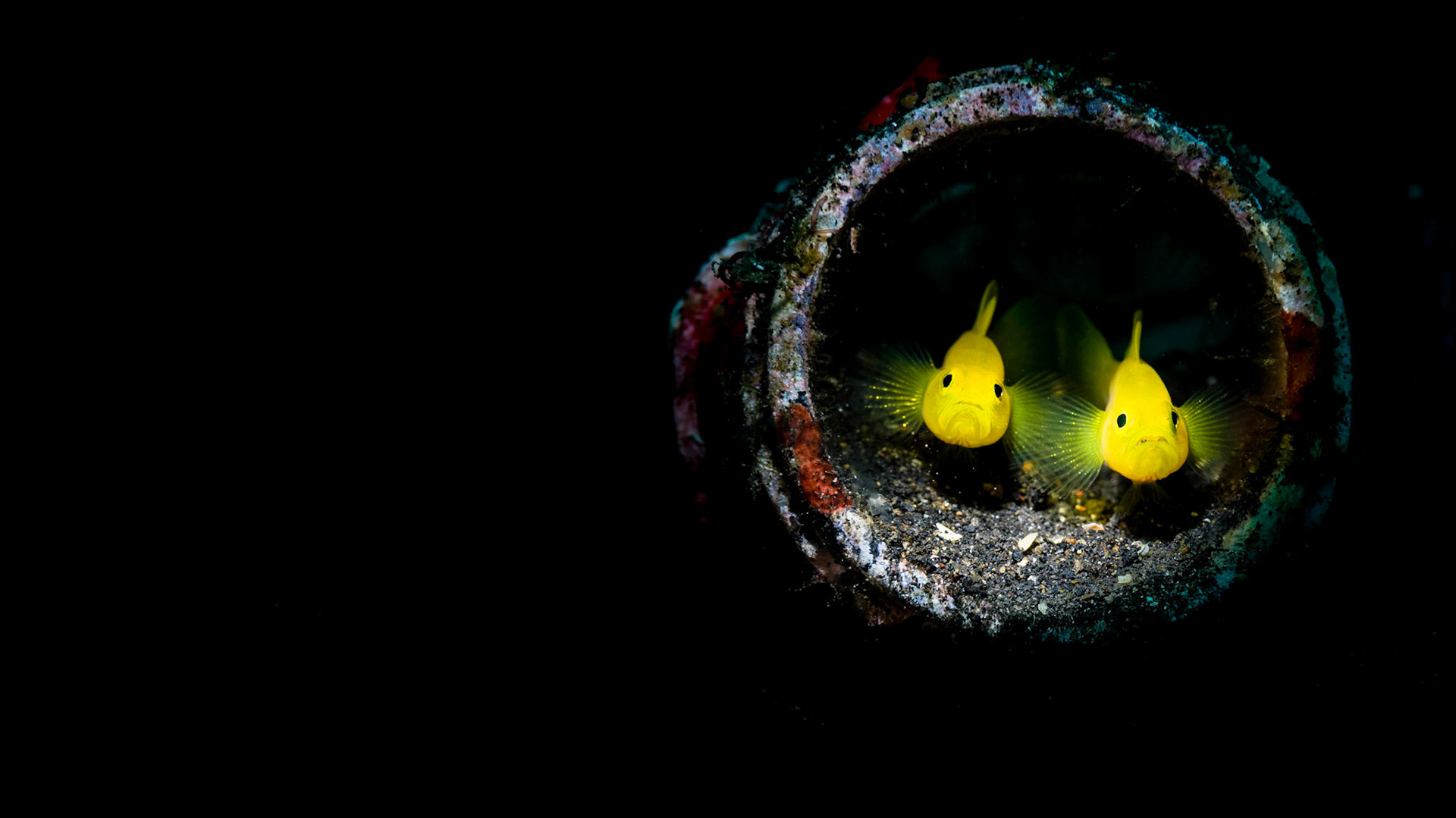 HOME | Yellow Pygmy Goby | Lembeh, Indonesia