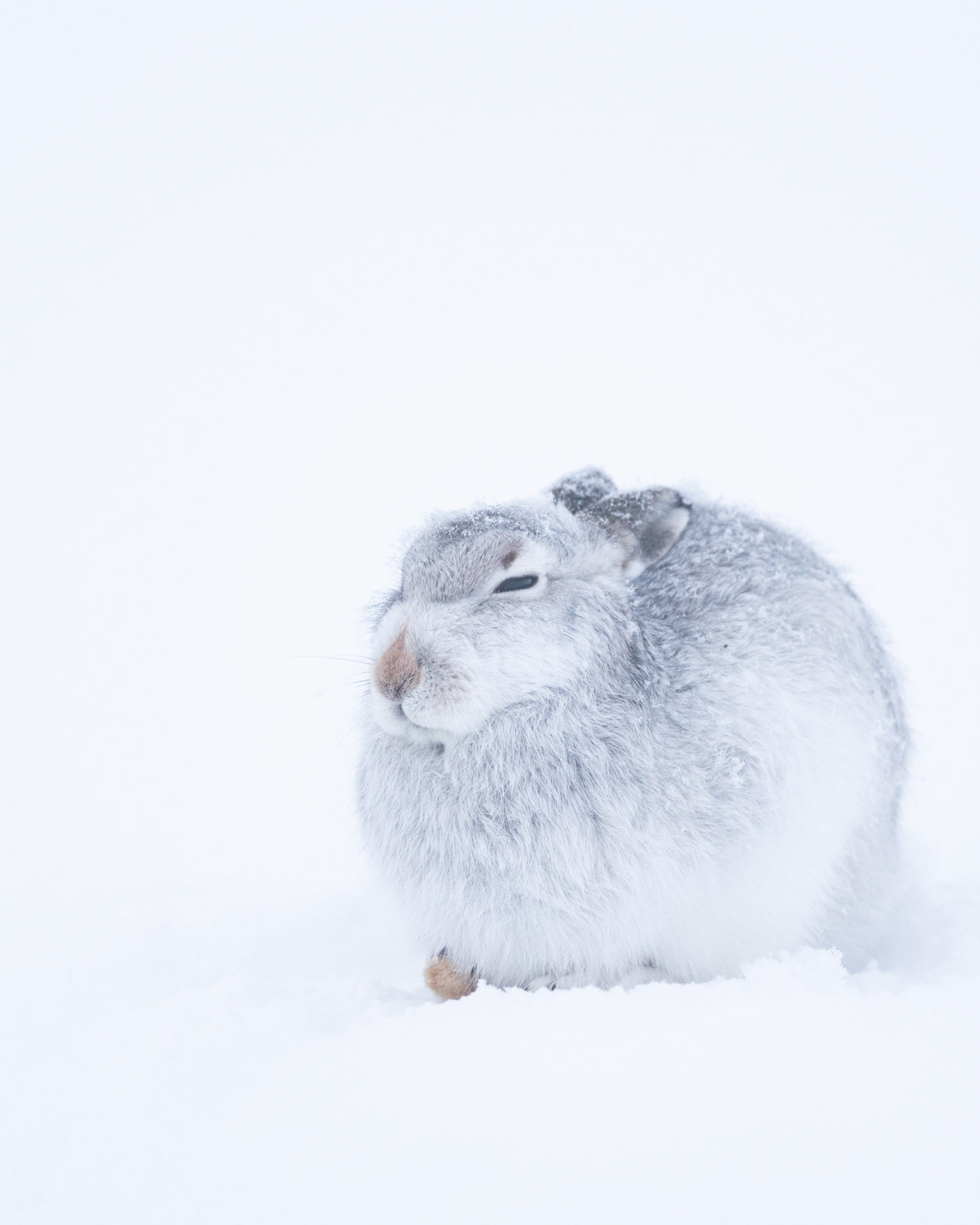 SNOOZE | Mountain Hare | Scotland, UK