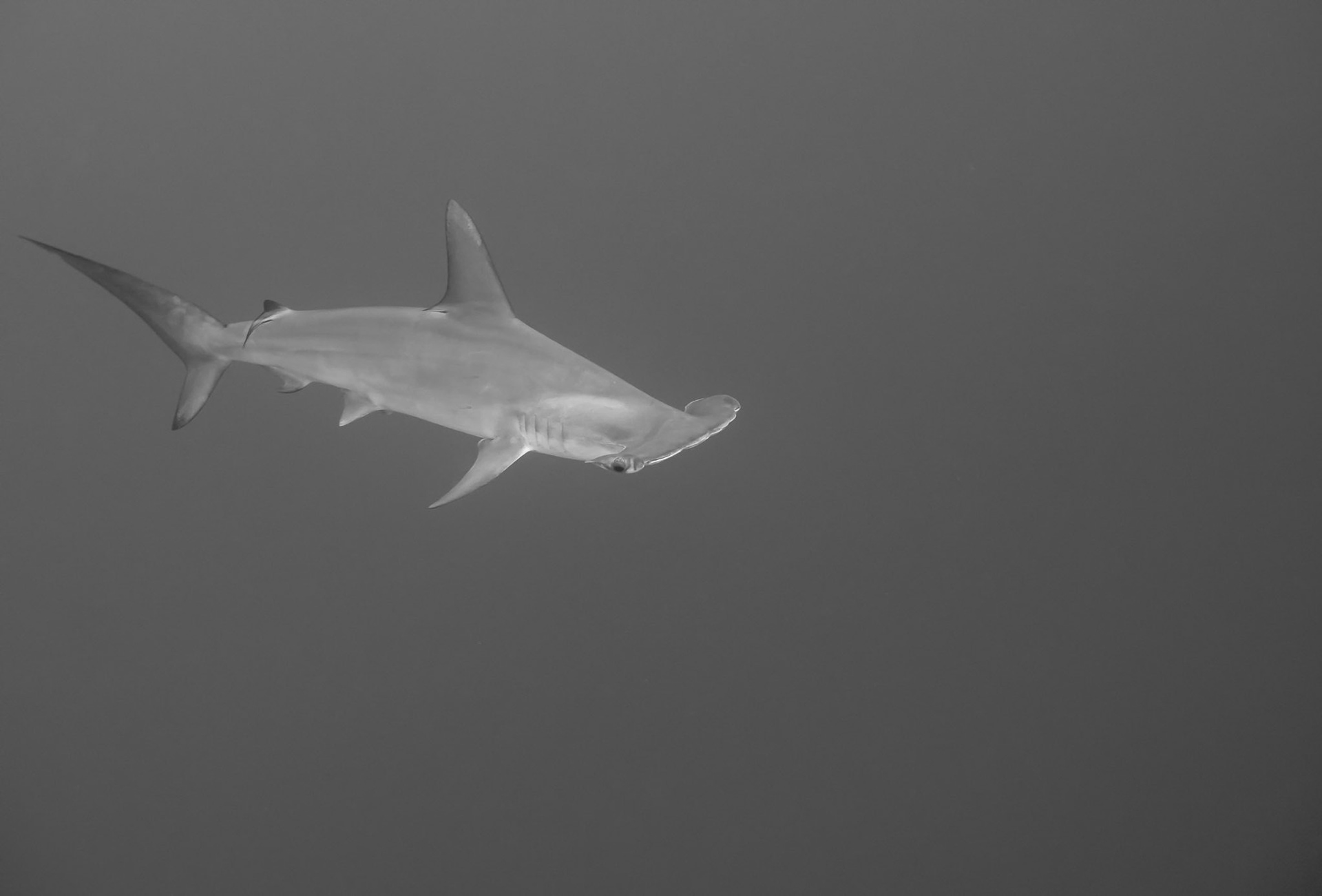 HAMMERTIME | Hammerhead Shark | Red Sea, Egypt