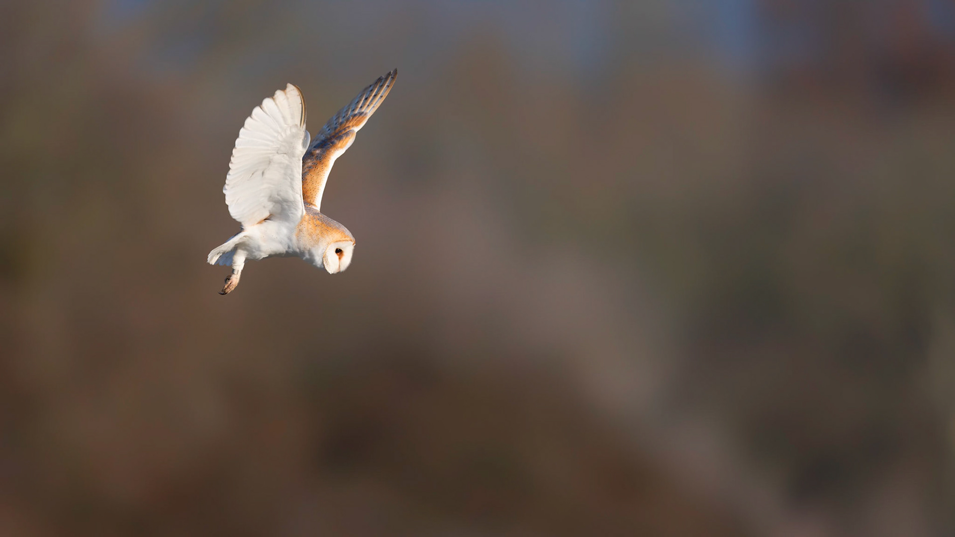 HANGTIME | Barn Owl | West Sussex, England, UK