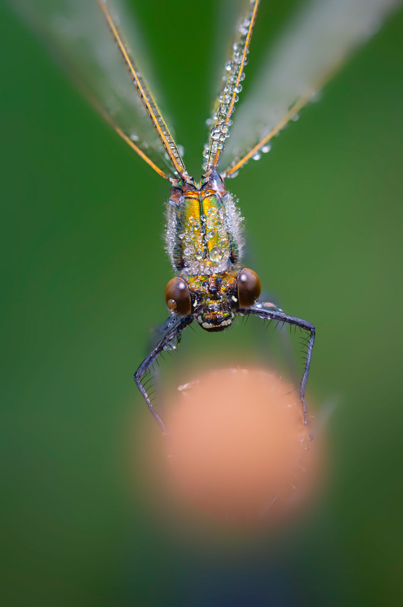 IRIDESCENT | Banded Demoiselle | West Sussex, England, UK