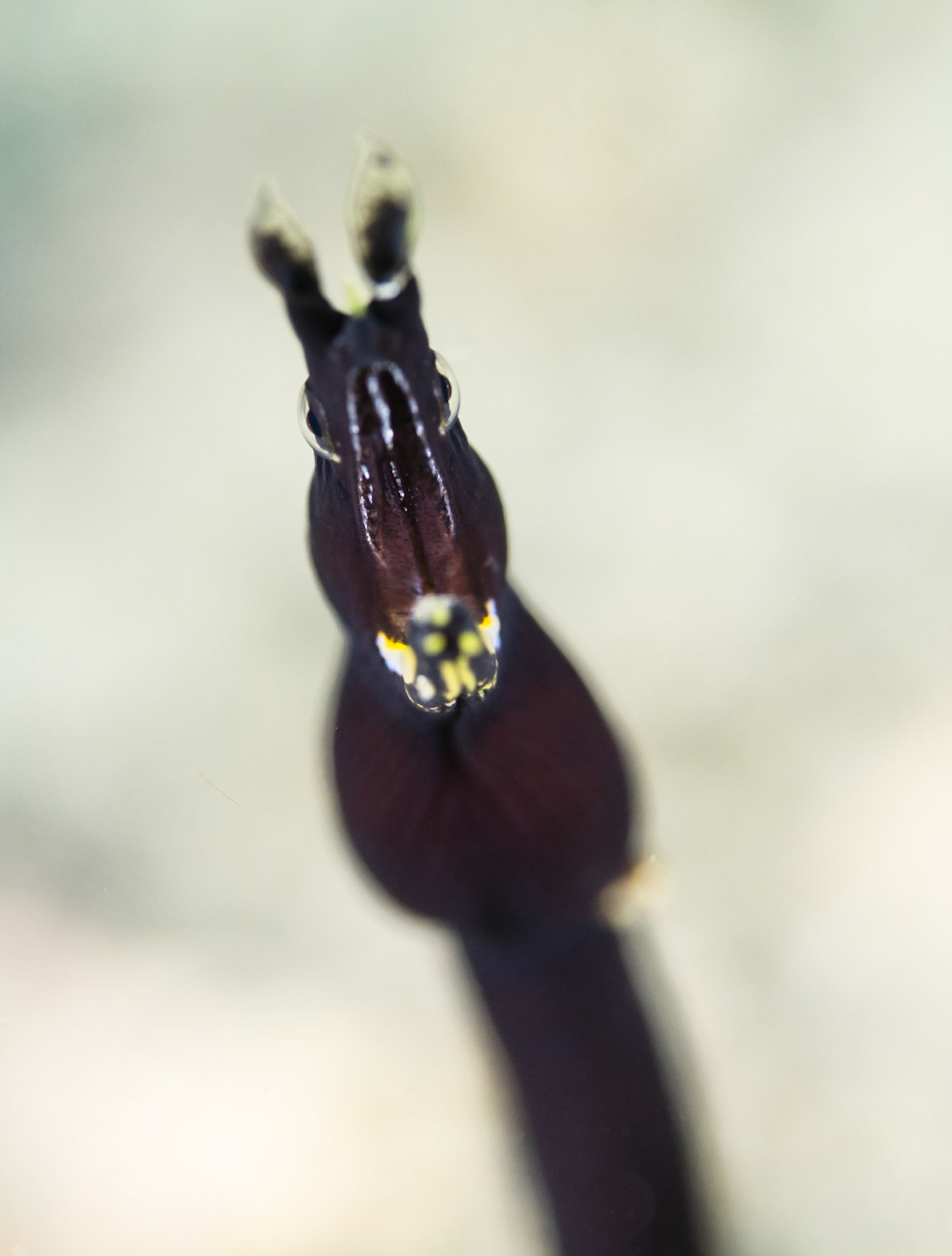ROAR | Ribbon Eel | Lembeh, Indonesia