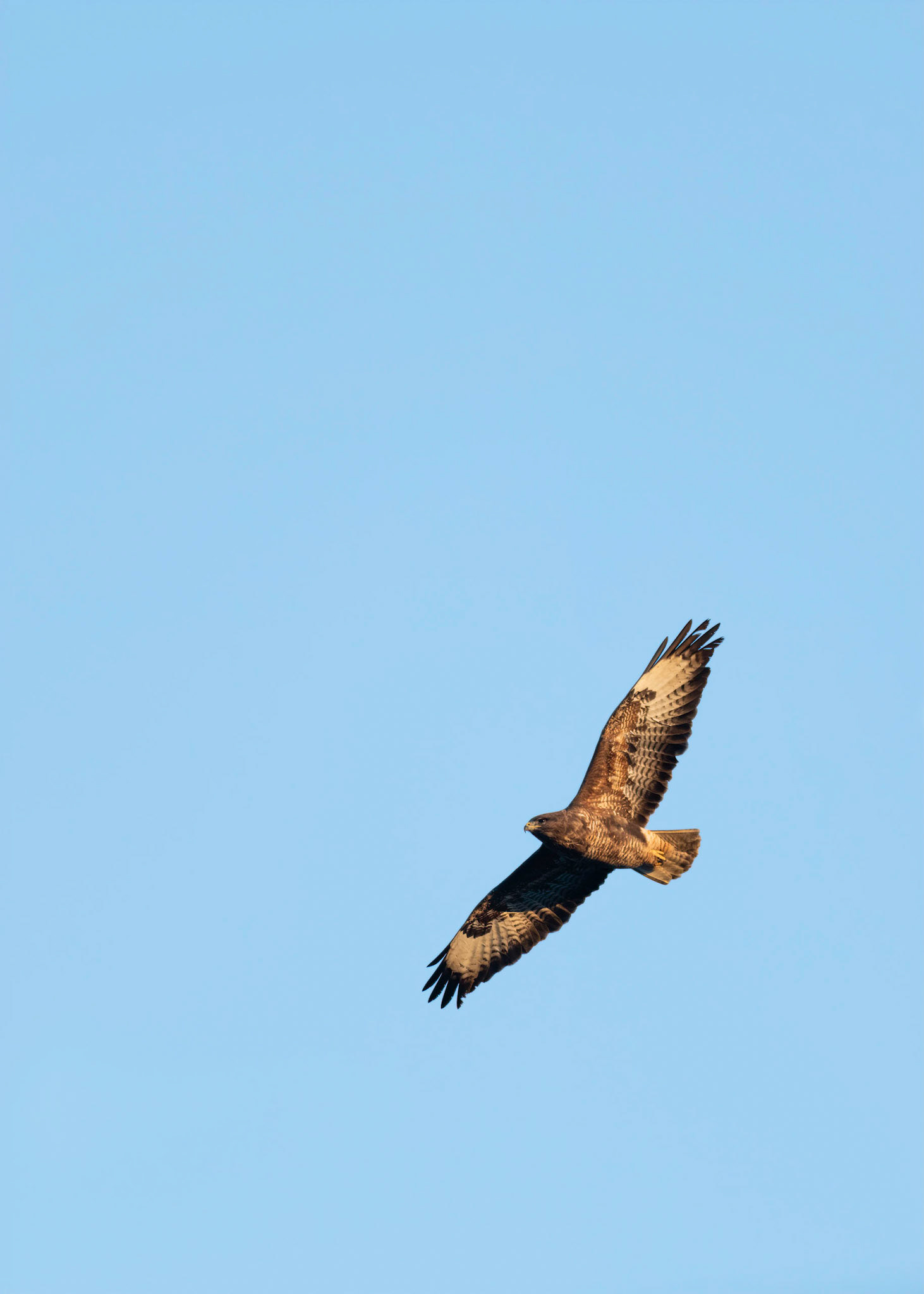 FLY HIGH | Buzzard | West Sussex, England, UK