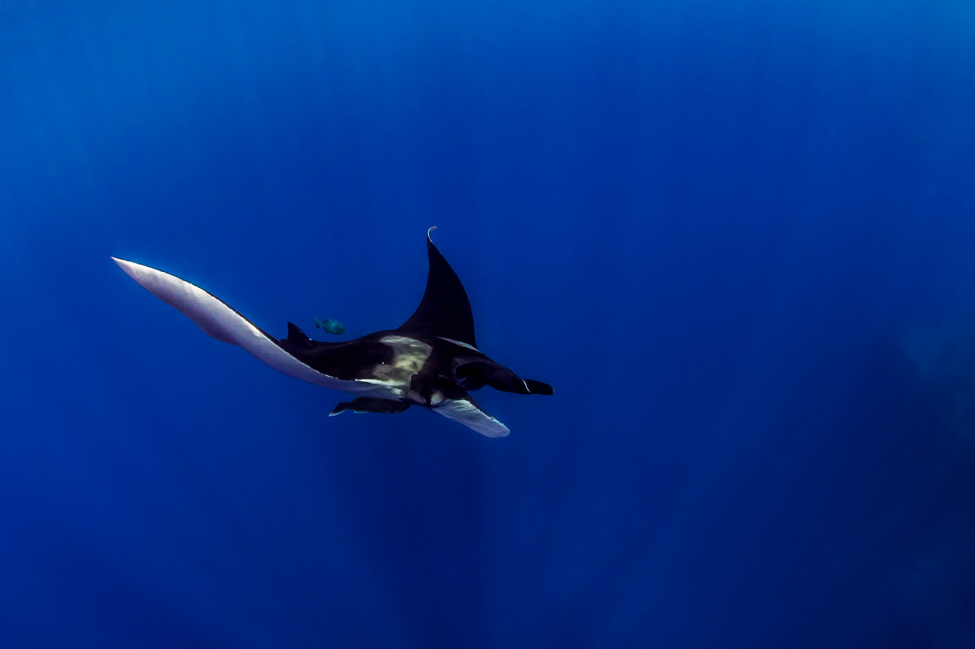 GLIDE | Giant Manta | Socorro, Mexico