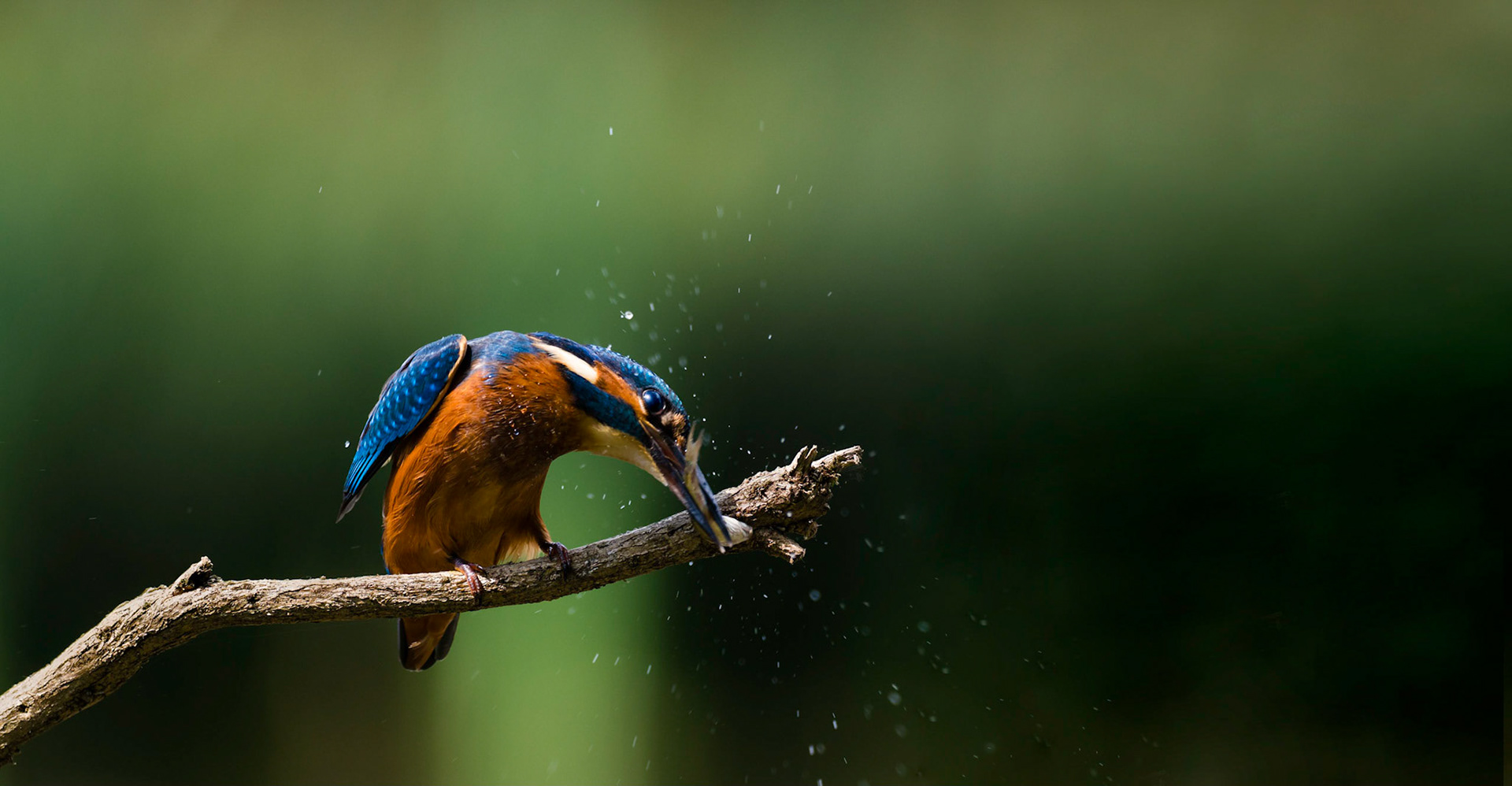 WHACK WHACK | Kingfisher | West Sussex, England, UK