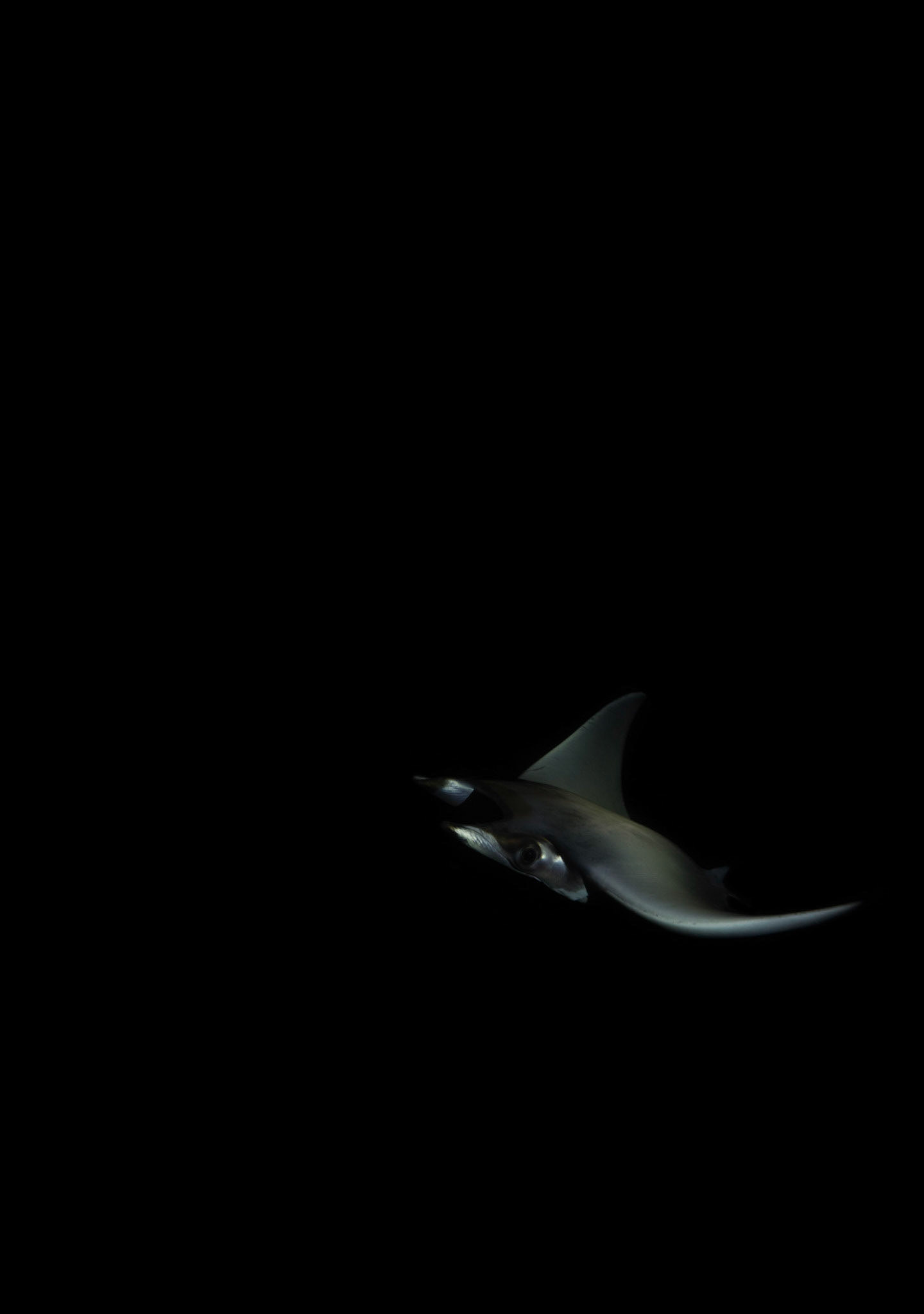 DARKNESS | Mobula Ray | Sea of Cortez, Mexico