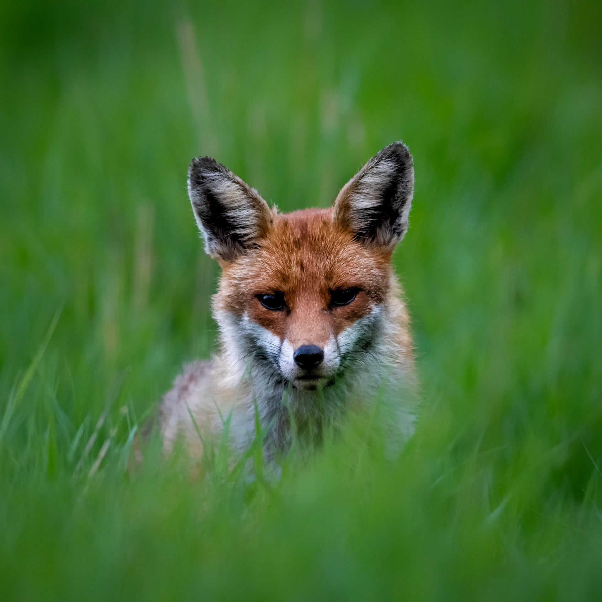 SPOTTED I | Fox | West Sussex, England, UK