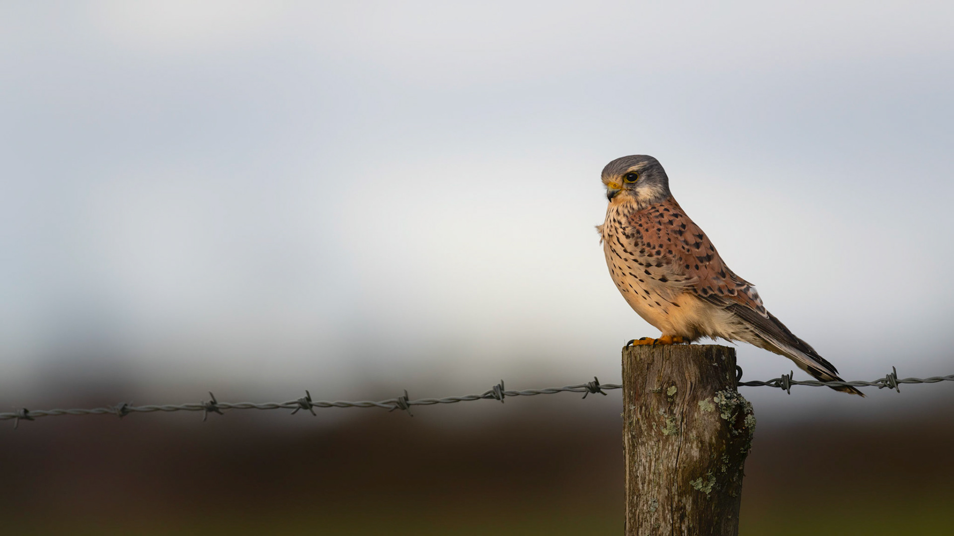 SURVEYING | Kestrel | West Sussex, England, UK