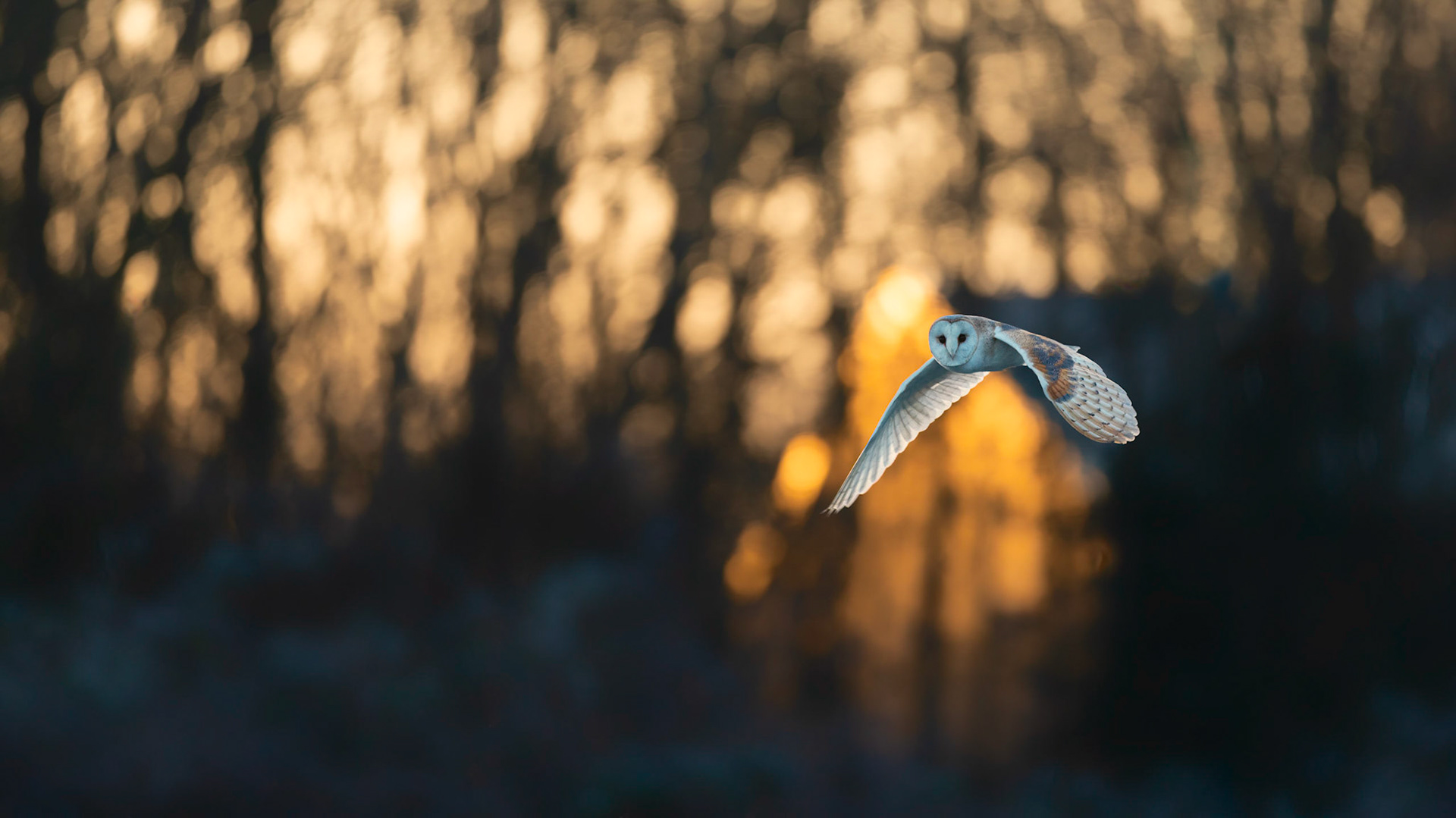 SUNRISE FLYBY | Barn Owl | West Sussex, England, UK