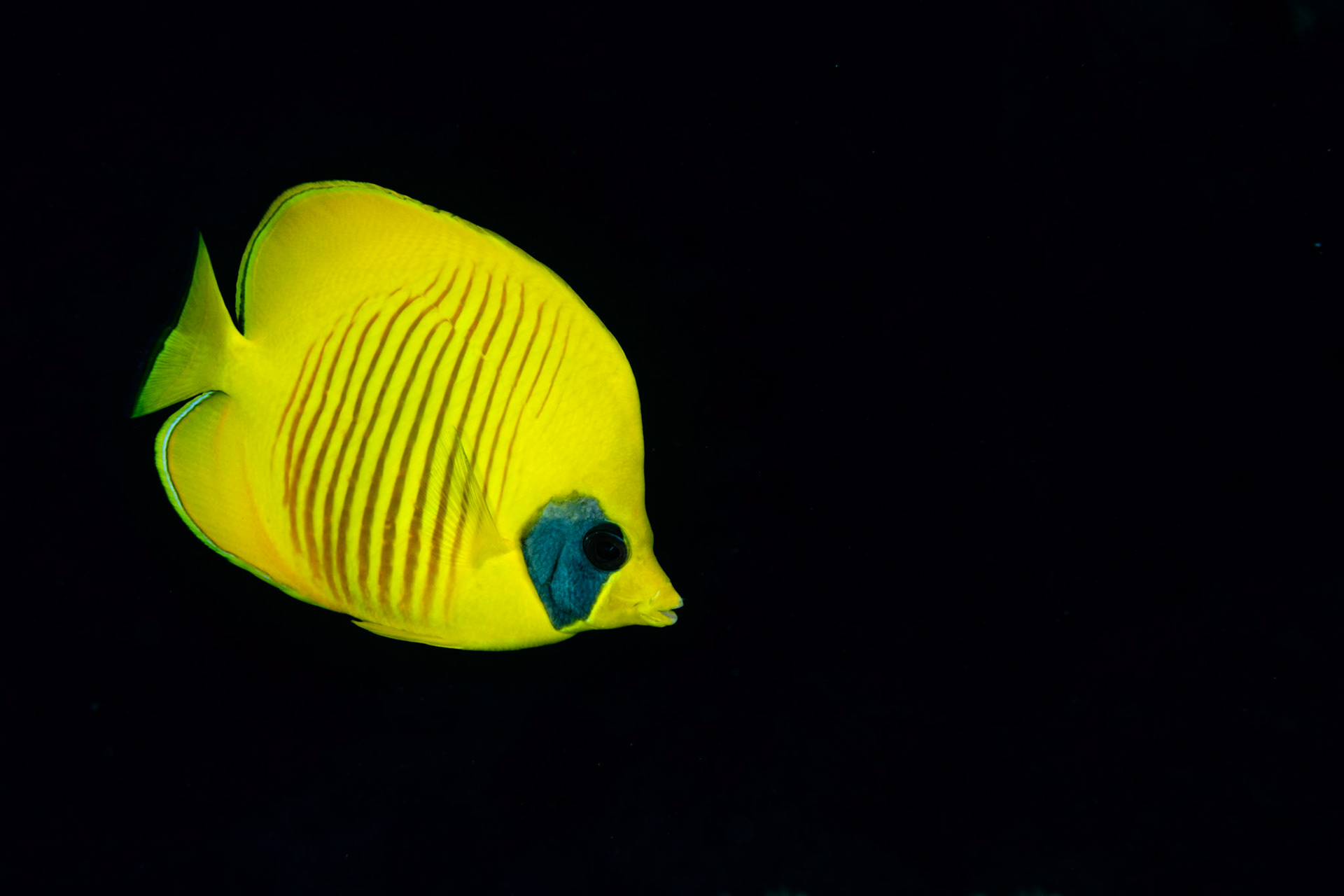 MASKED | Masked Butterflyfish | Red Sea, Egypt