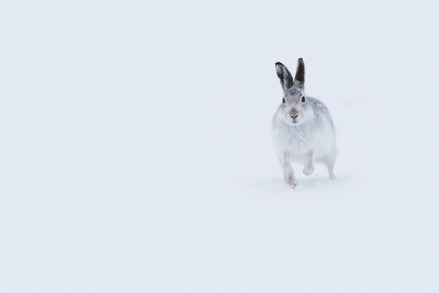 RUN | Mountain Hare | Scotland, UK
