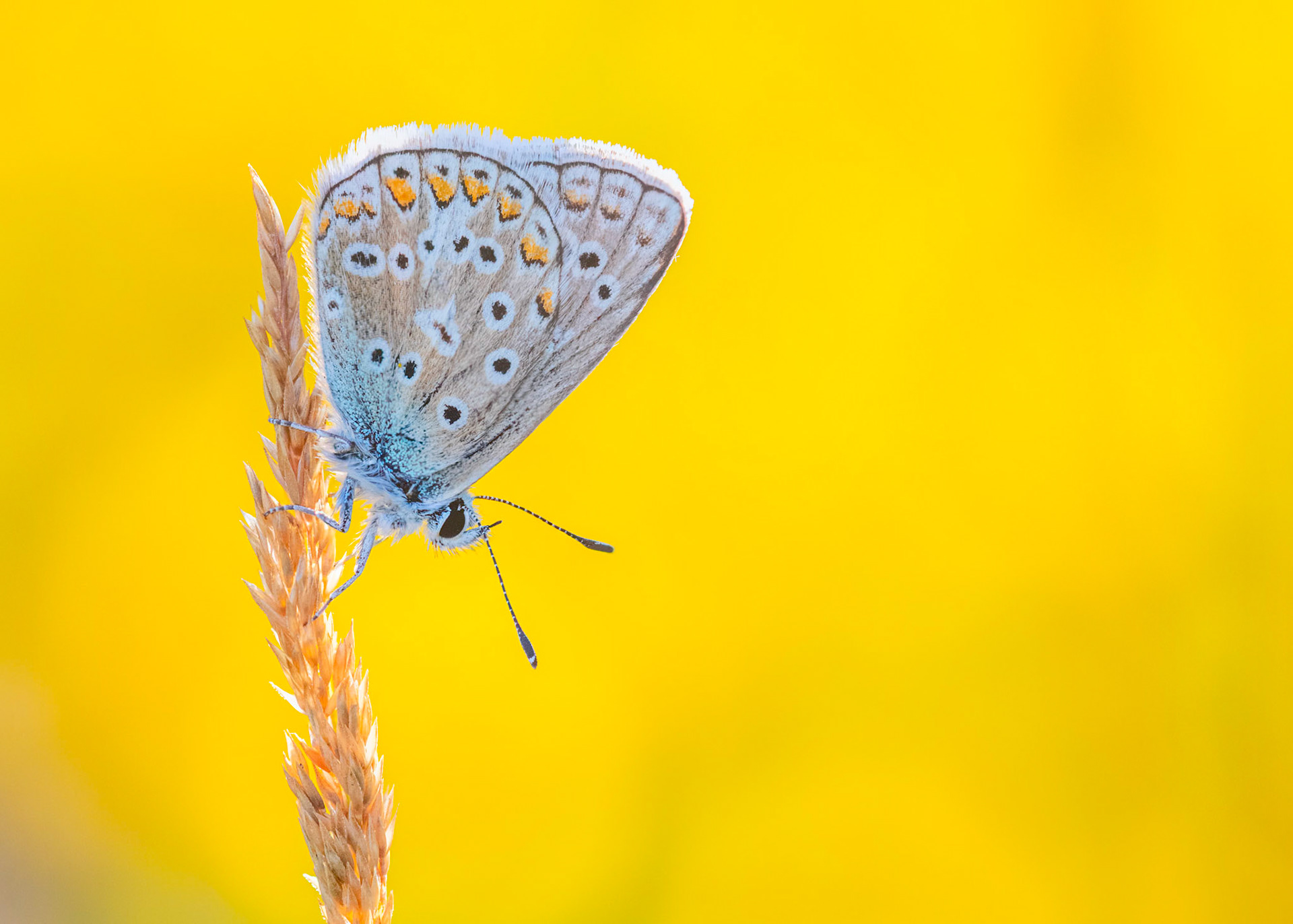 MILL HILL BLUE | Common Blue Butterfly | West Sussex, England, UK