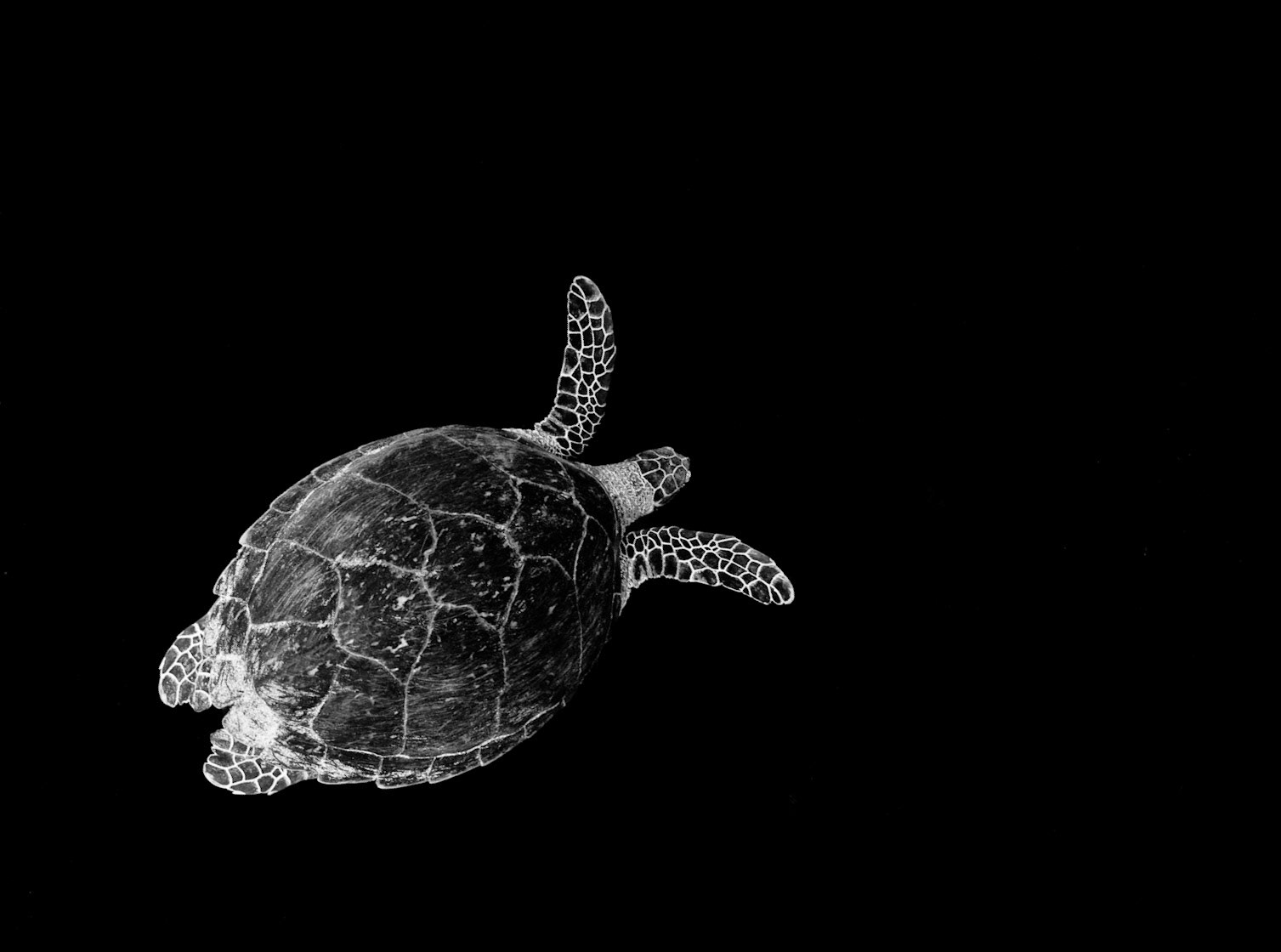 DESCEND | Turtle | Red Sea, Egypt
