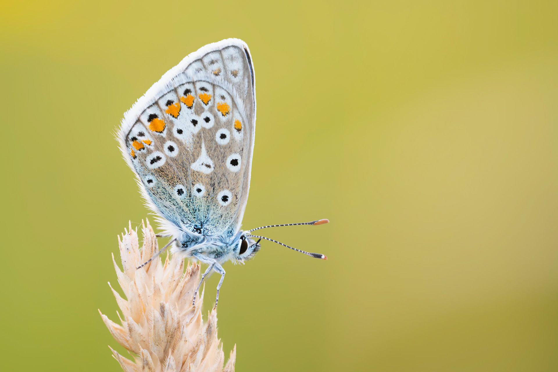 PERFECT POSE | Common Blue Butterfly | West Sussex, England, UK