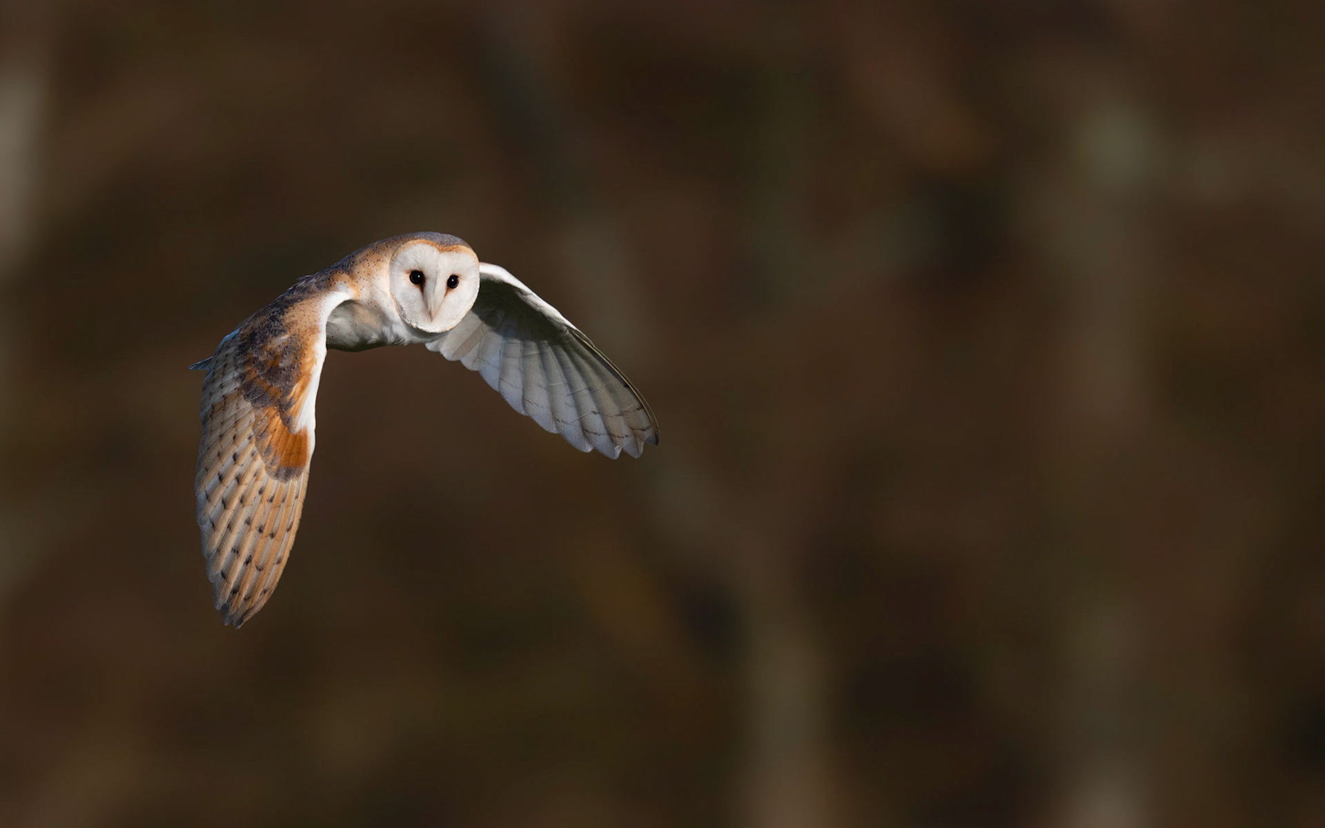MORNING HUNT | Barn Owl | West Sussex, England, UK