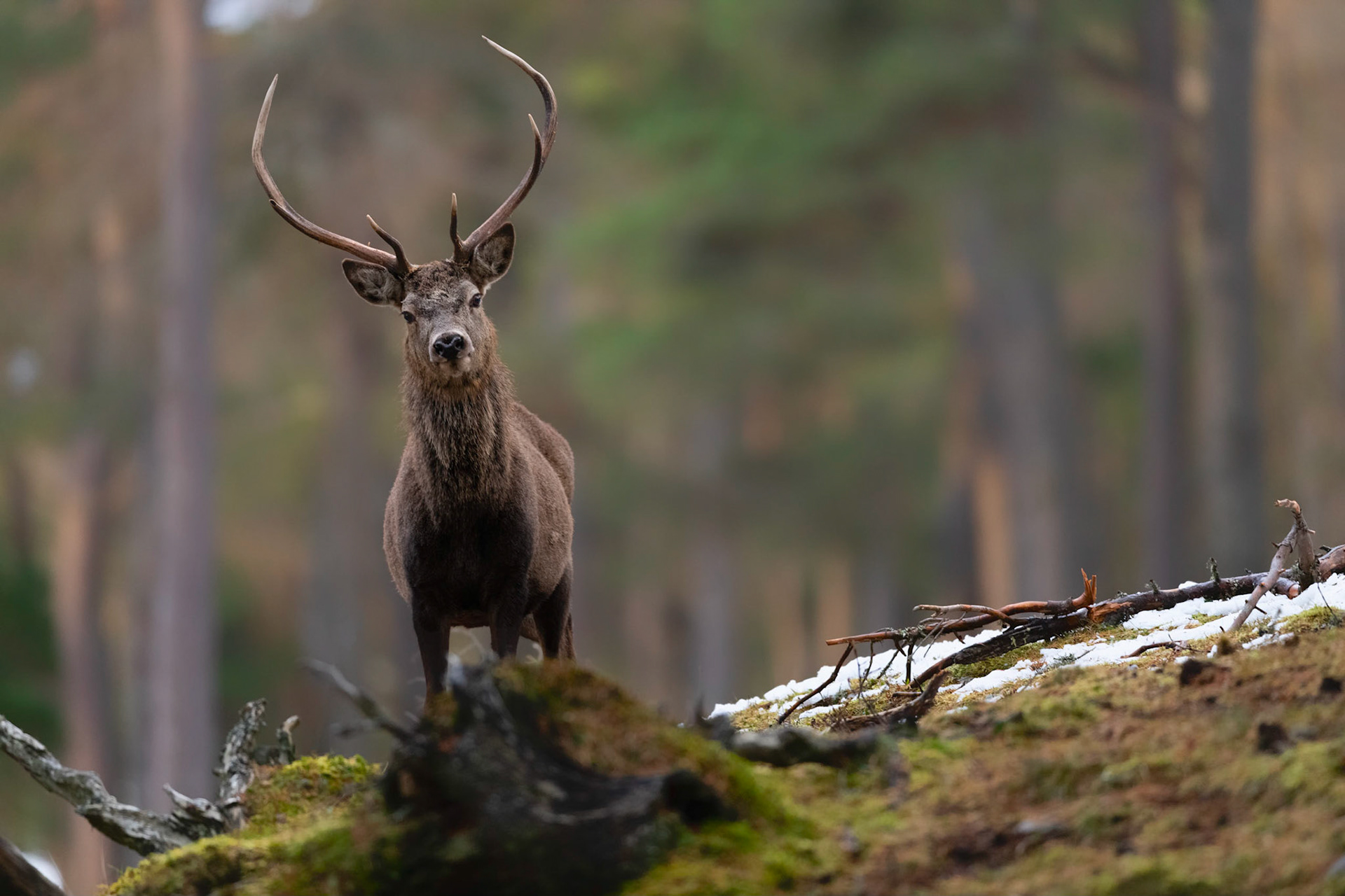 STAG | Red Deer | Scotland, UK