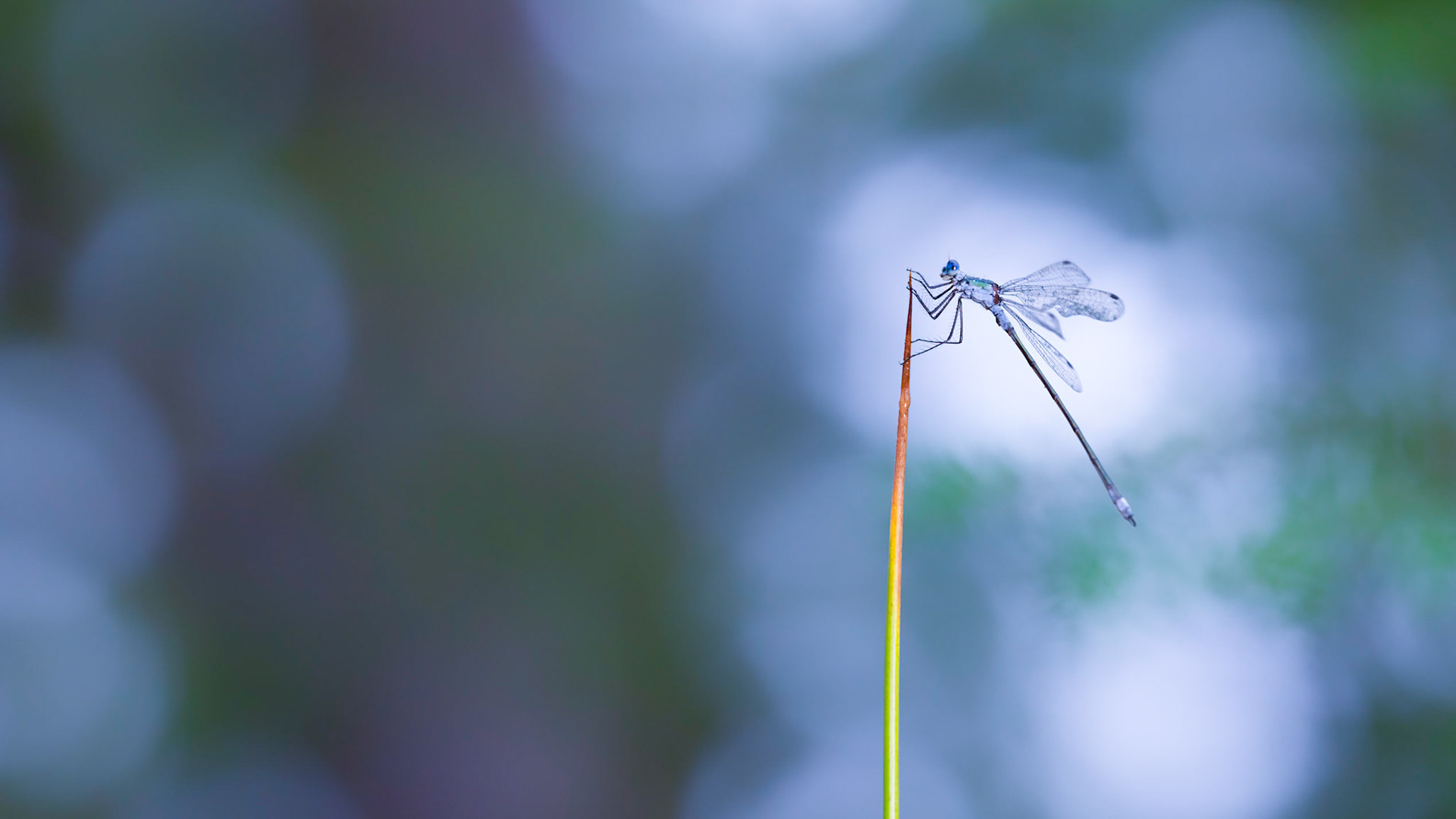 EMERALD AT DAWN | Emerald Damselfly | West Sussex, England, UK